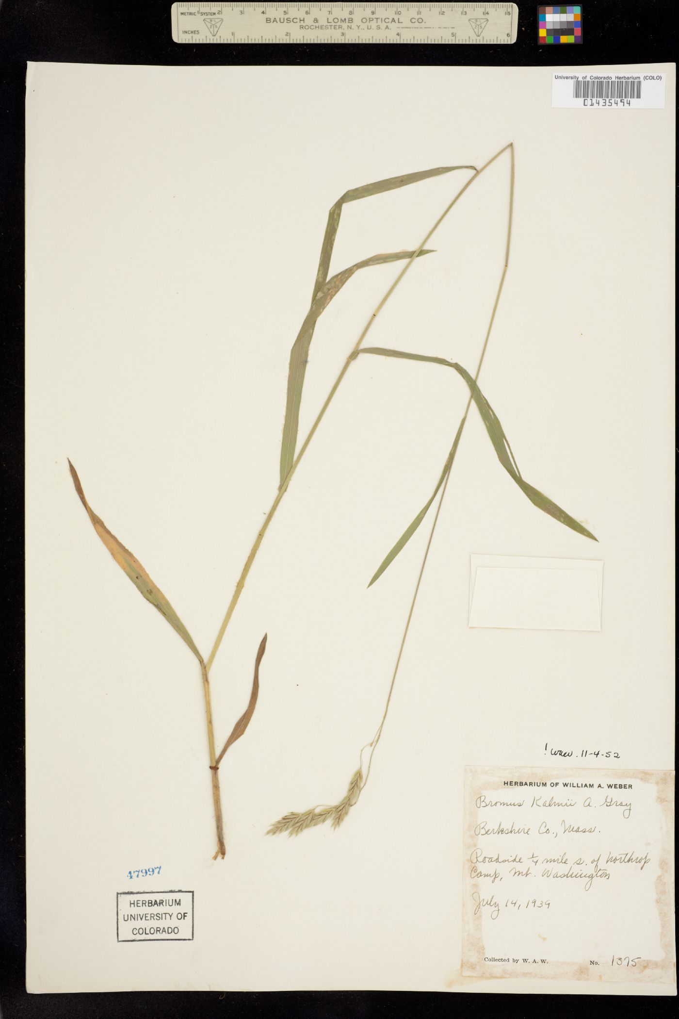 Bromus kalmii image
