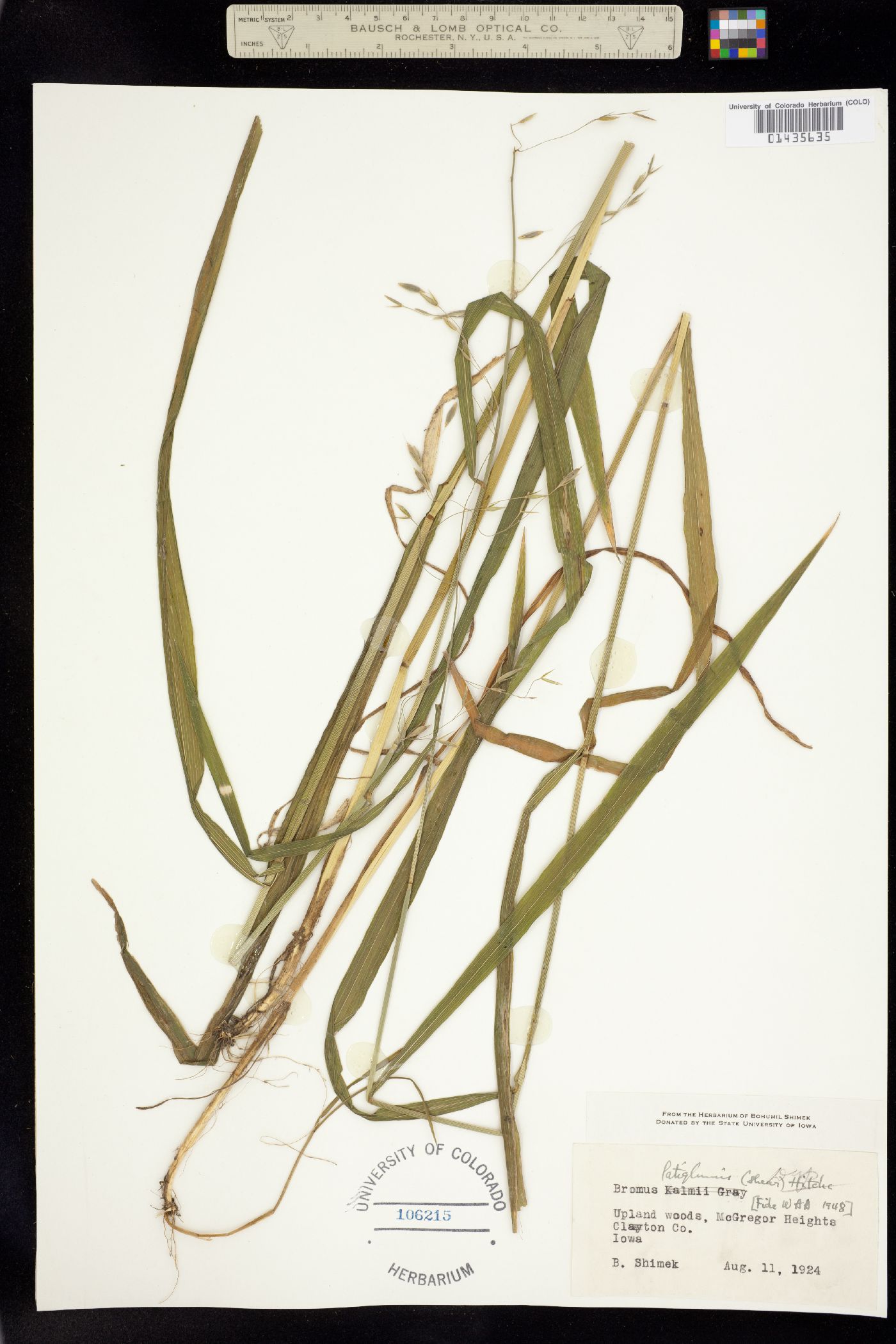 Bromus latiglumis image