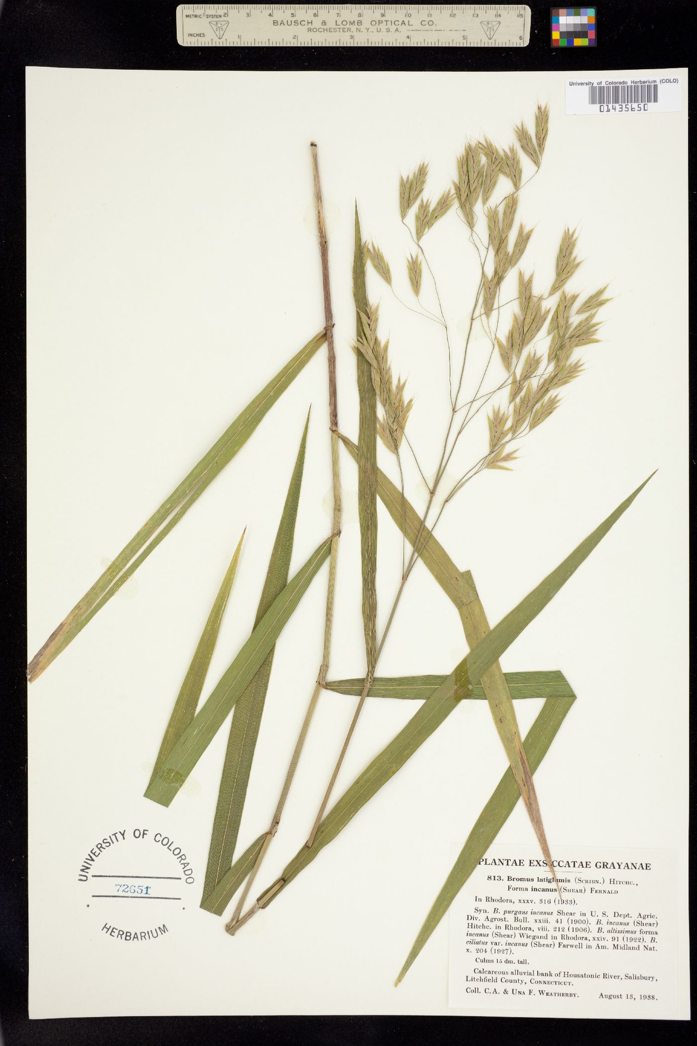 Bromus latiglumis image