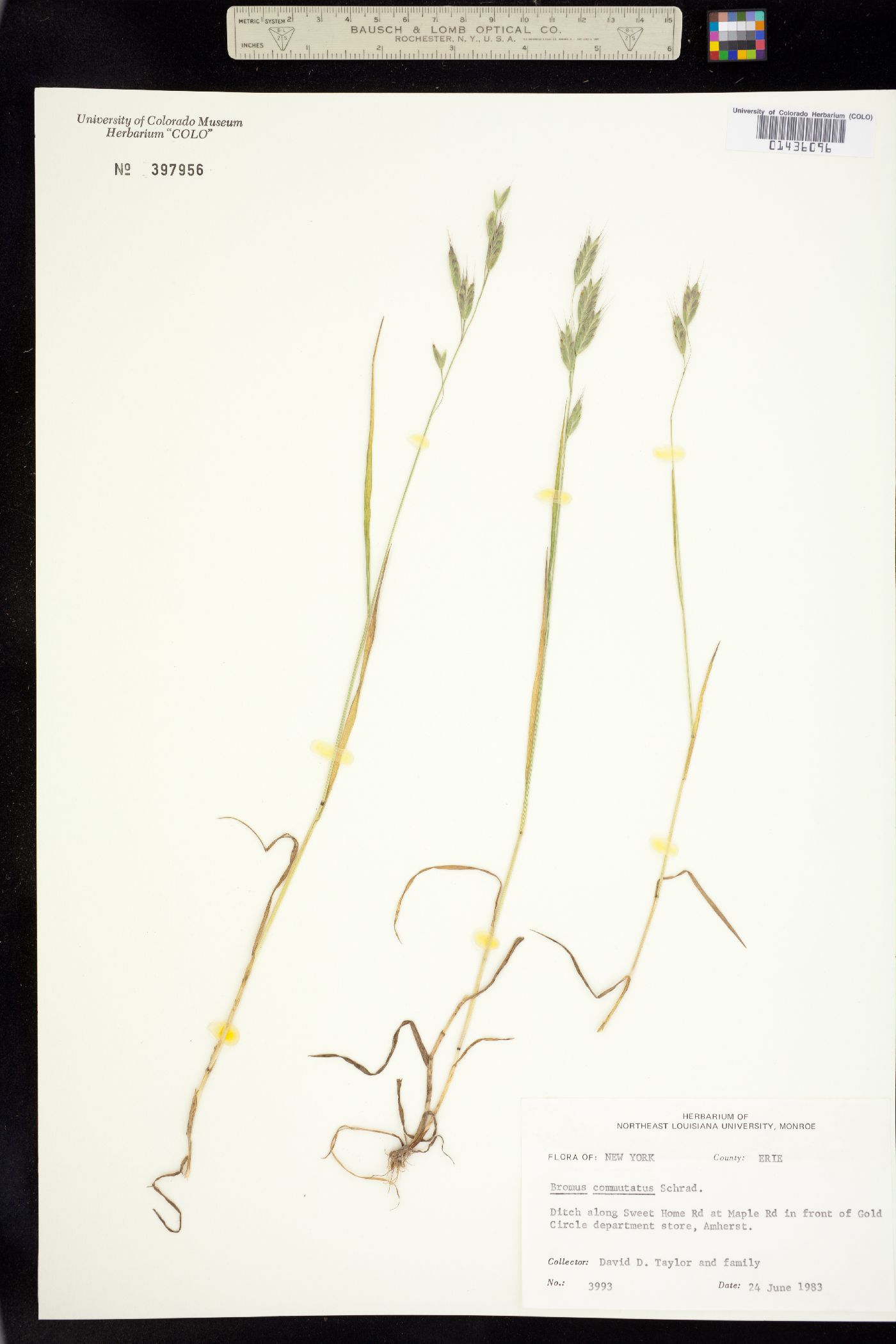 Bromus commutatus image