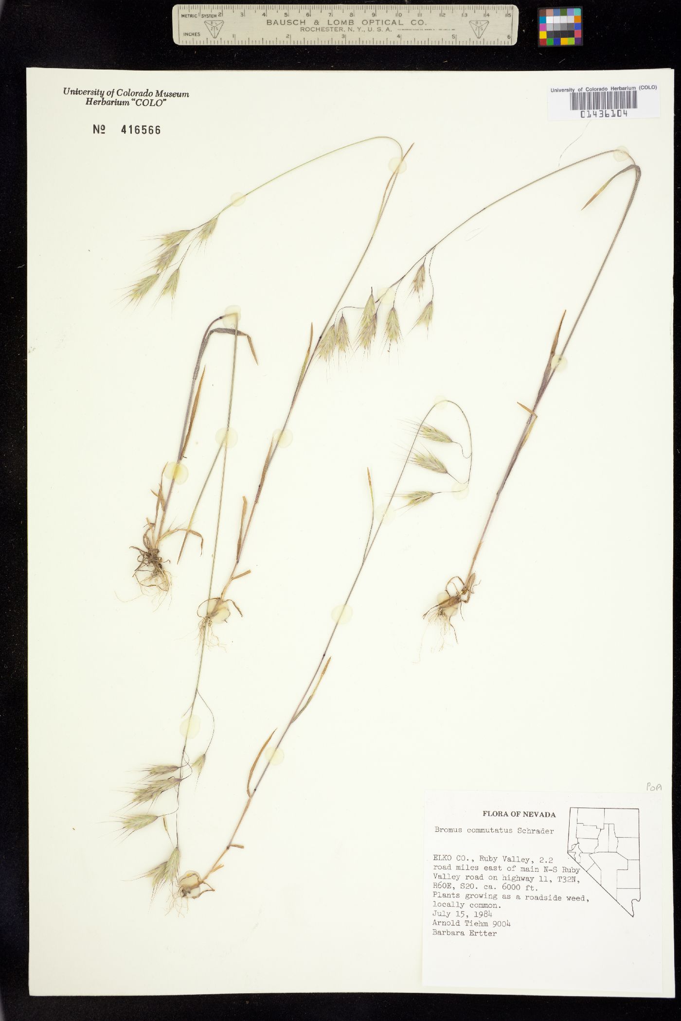 Bromus commutatus image