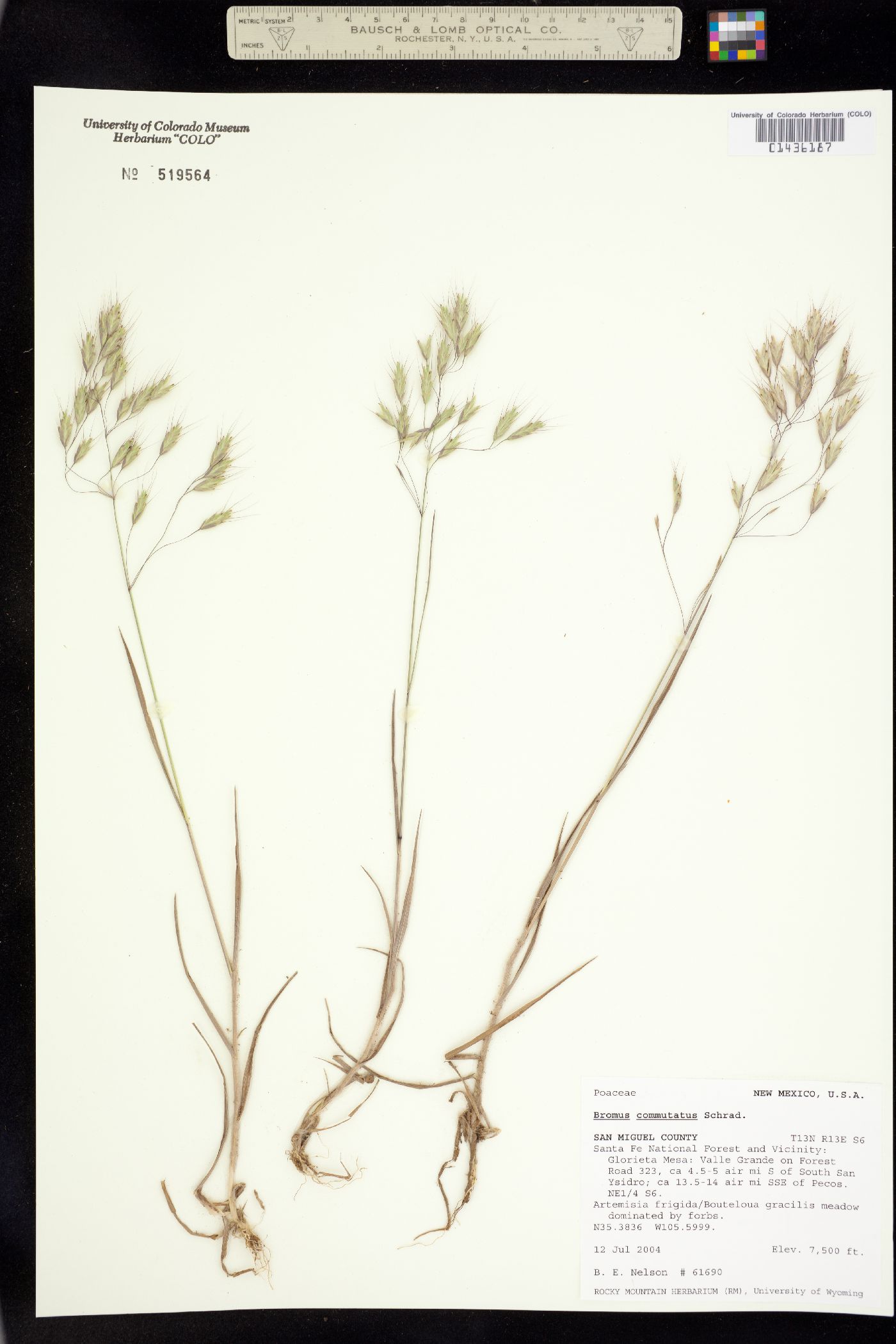 Bromus commutatus image