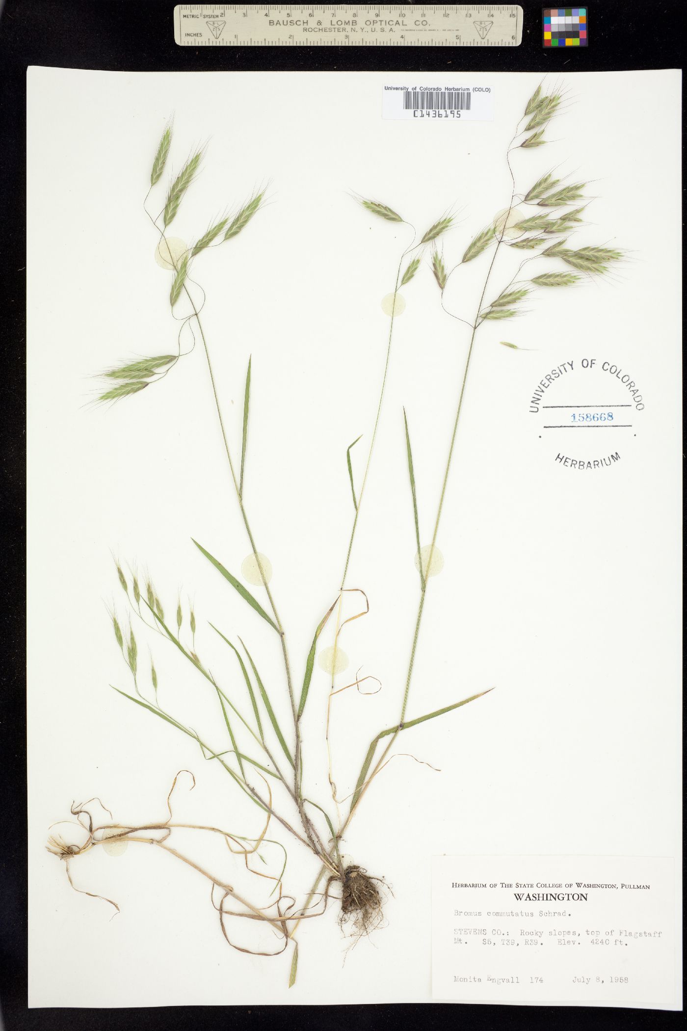 Bromus commutatus image