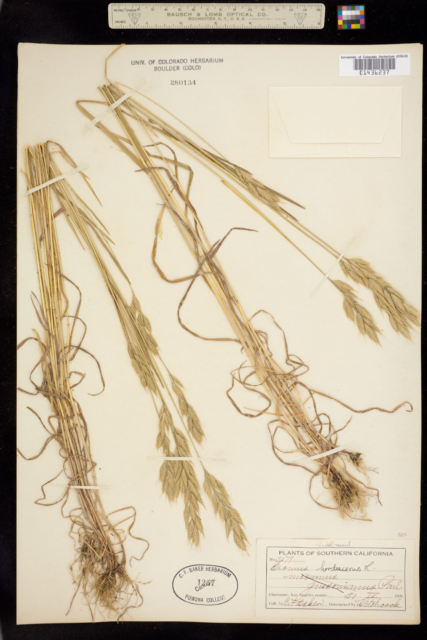 Bromus image
