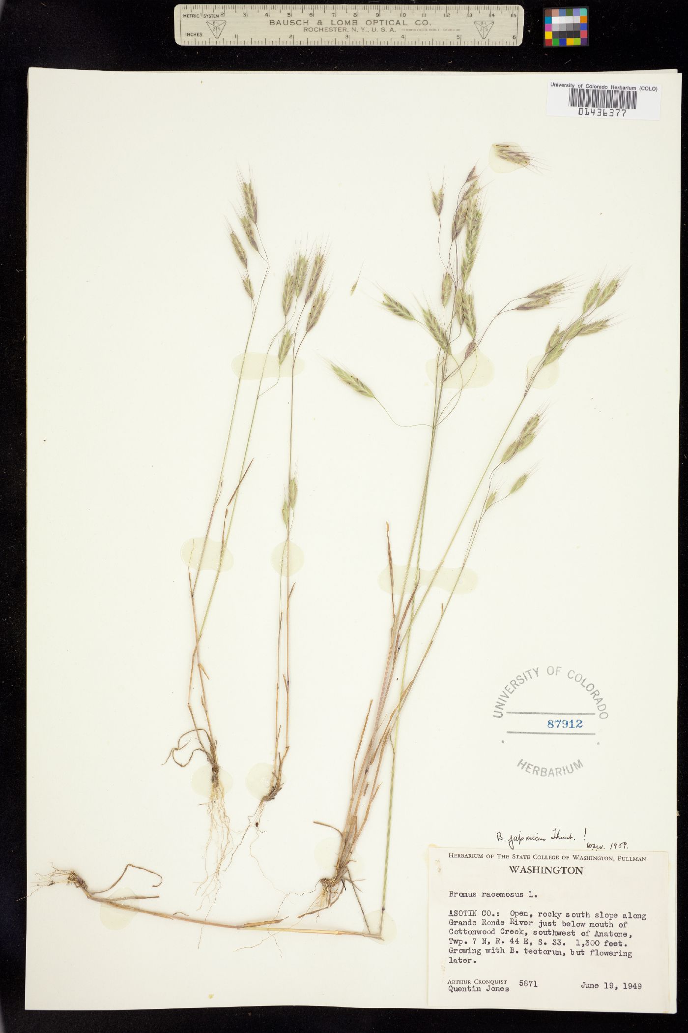 Bromus japonicus image