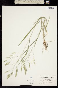 Bromus japonicus image