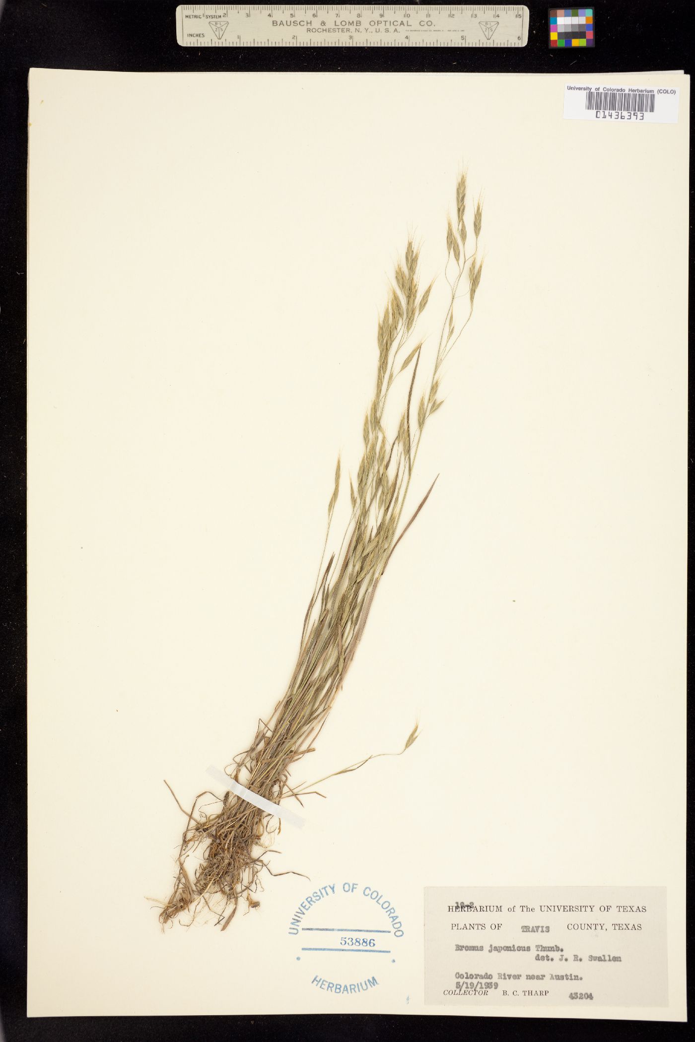 Bromus japonicus image