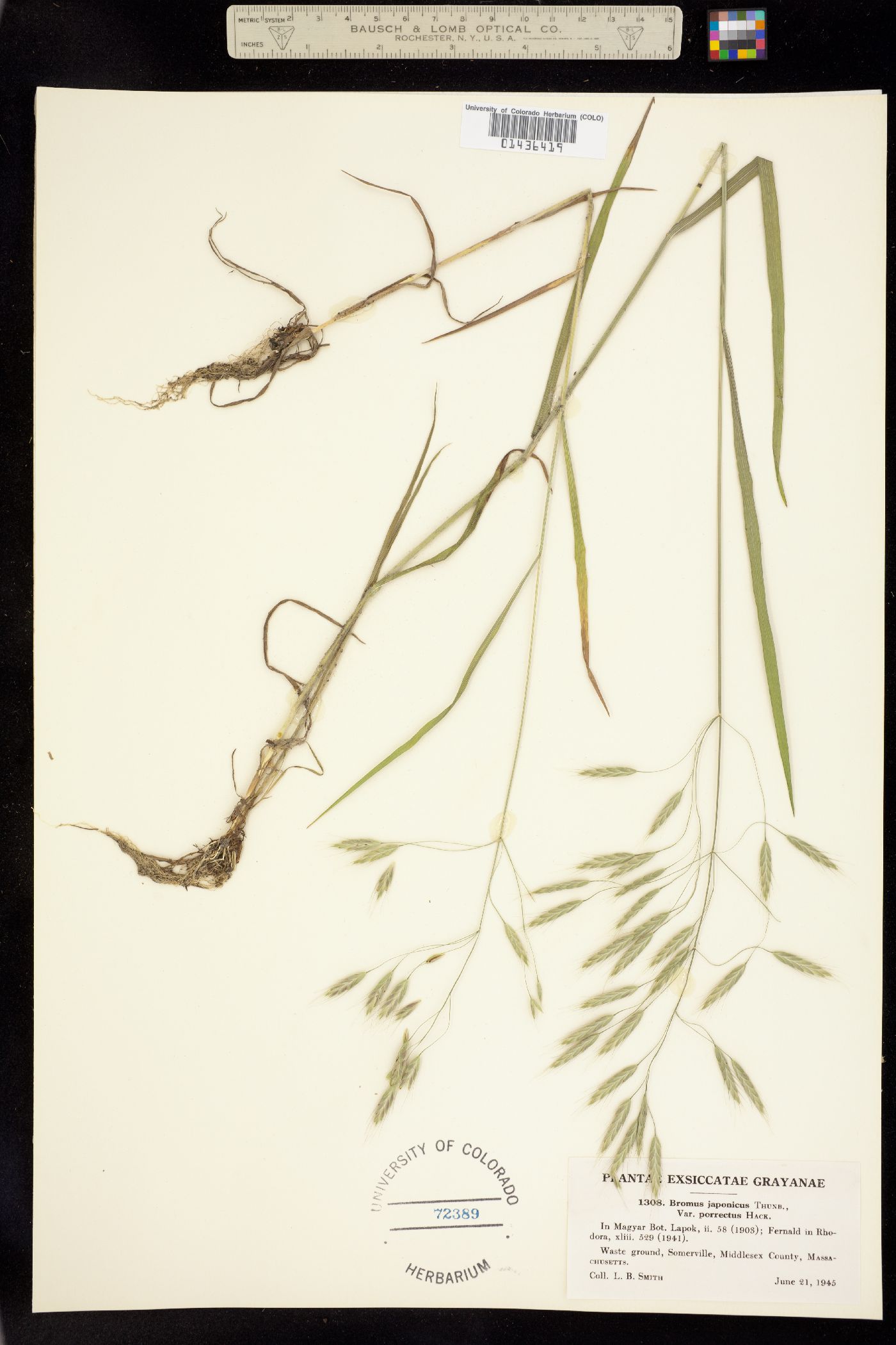 Bromus japonicus image