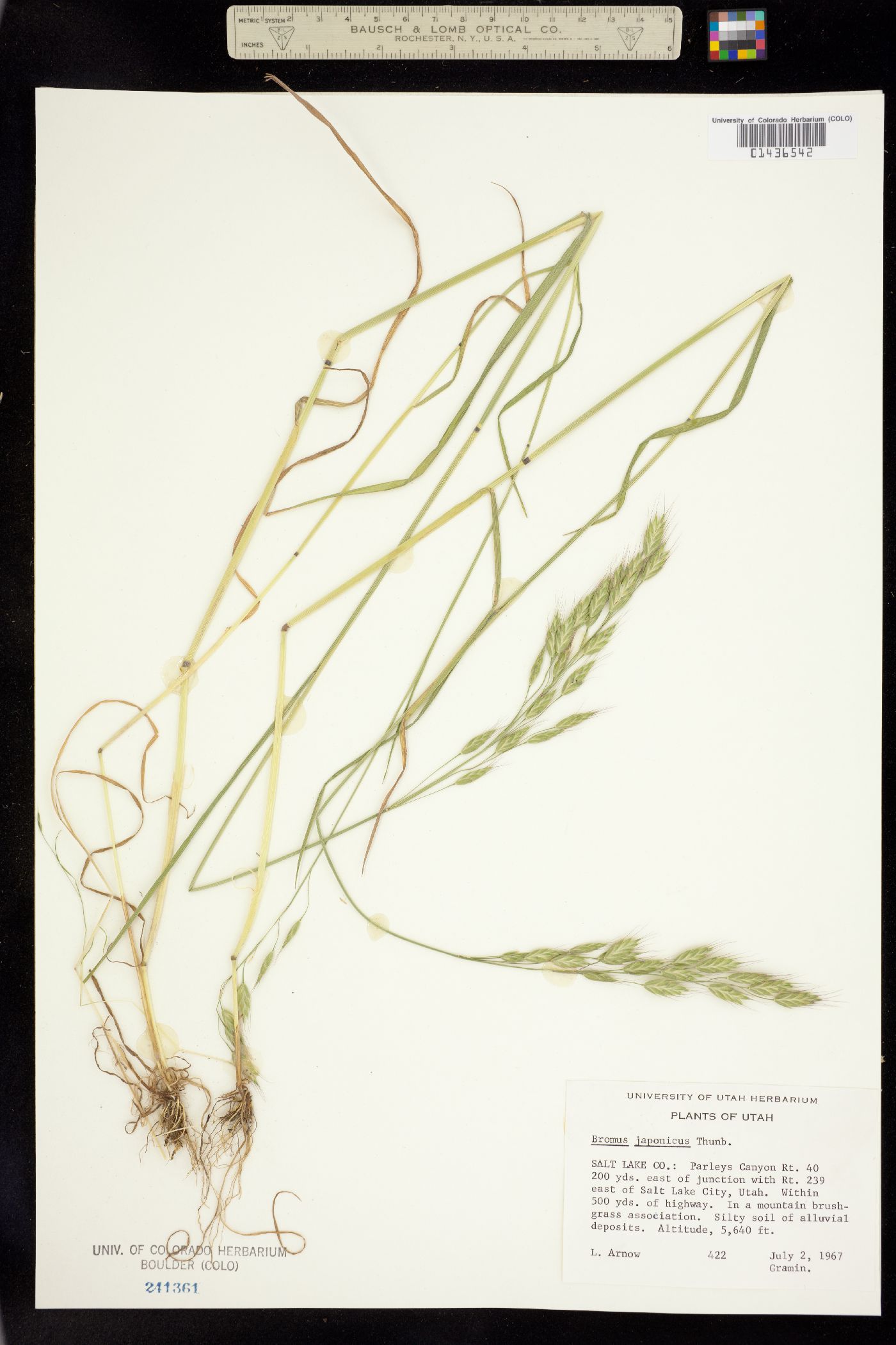 Bromus japonicus image