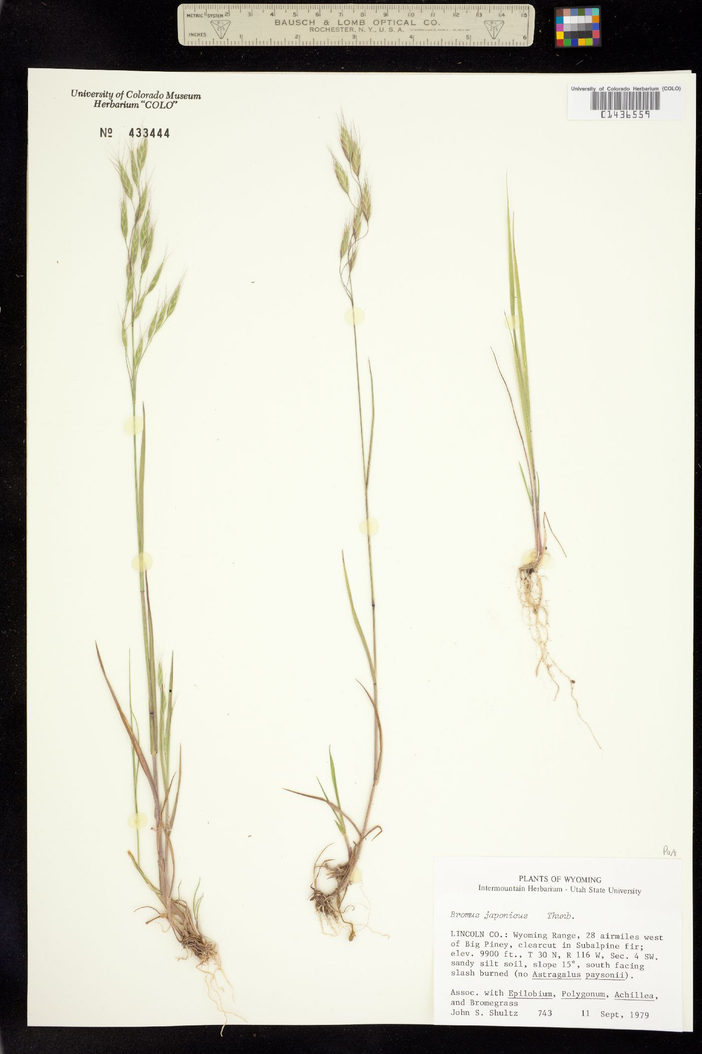Bromus japonicus image