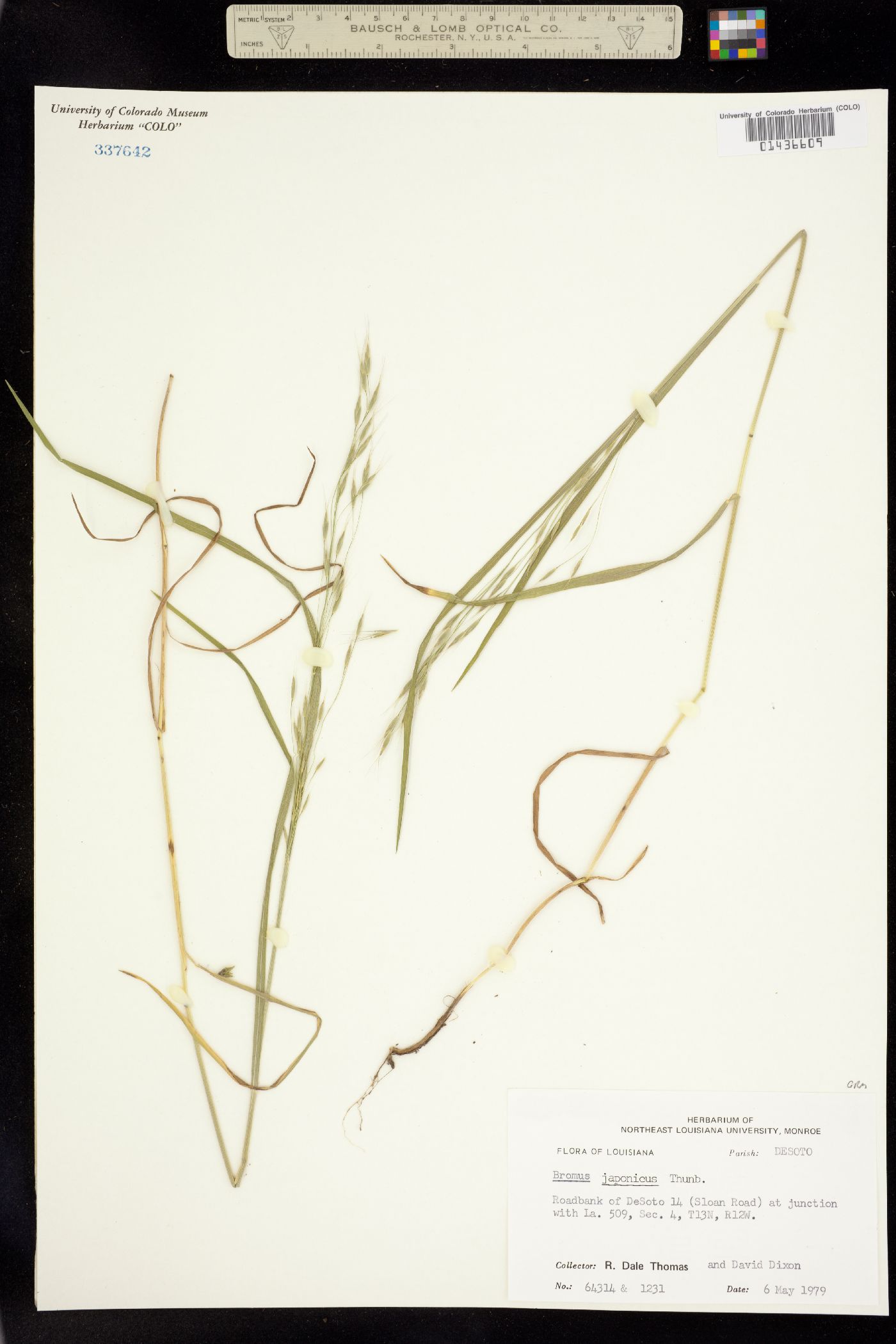 Bromus japonicus image