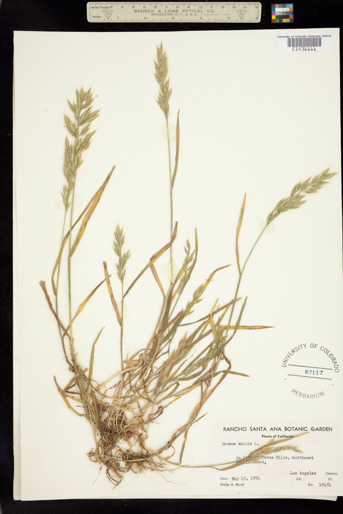 Bromus hordeaceus image