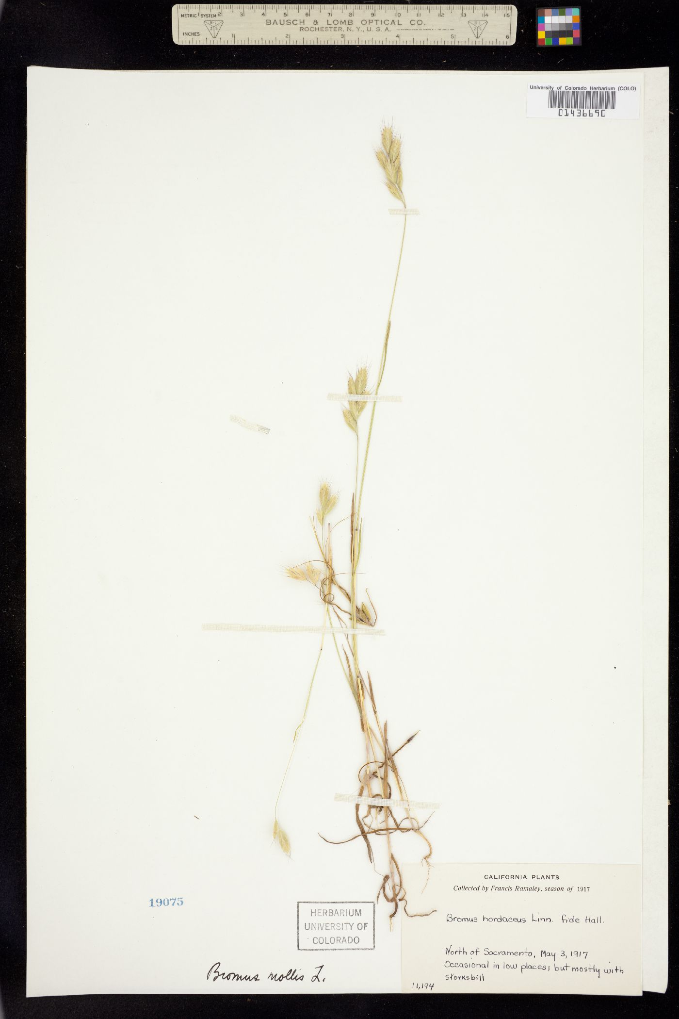 Bromus hordeaceus image