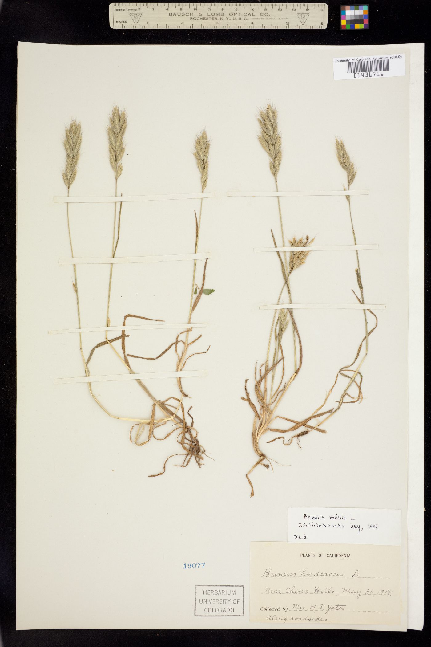 Bromus hordeaceus image