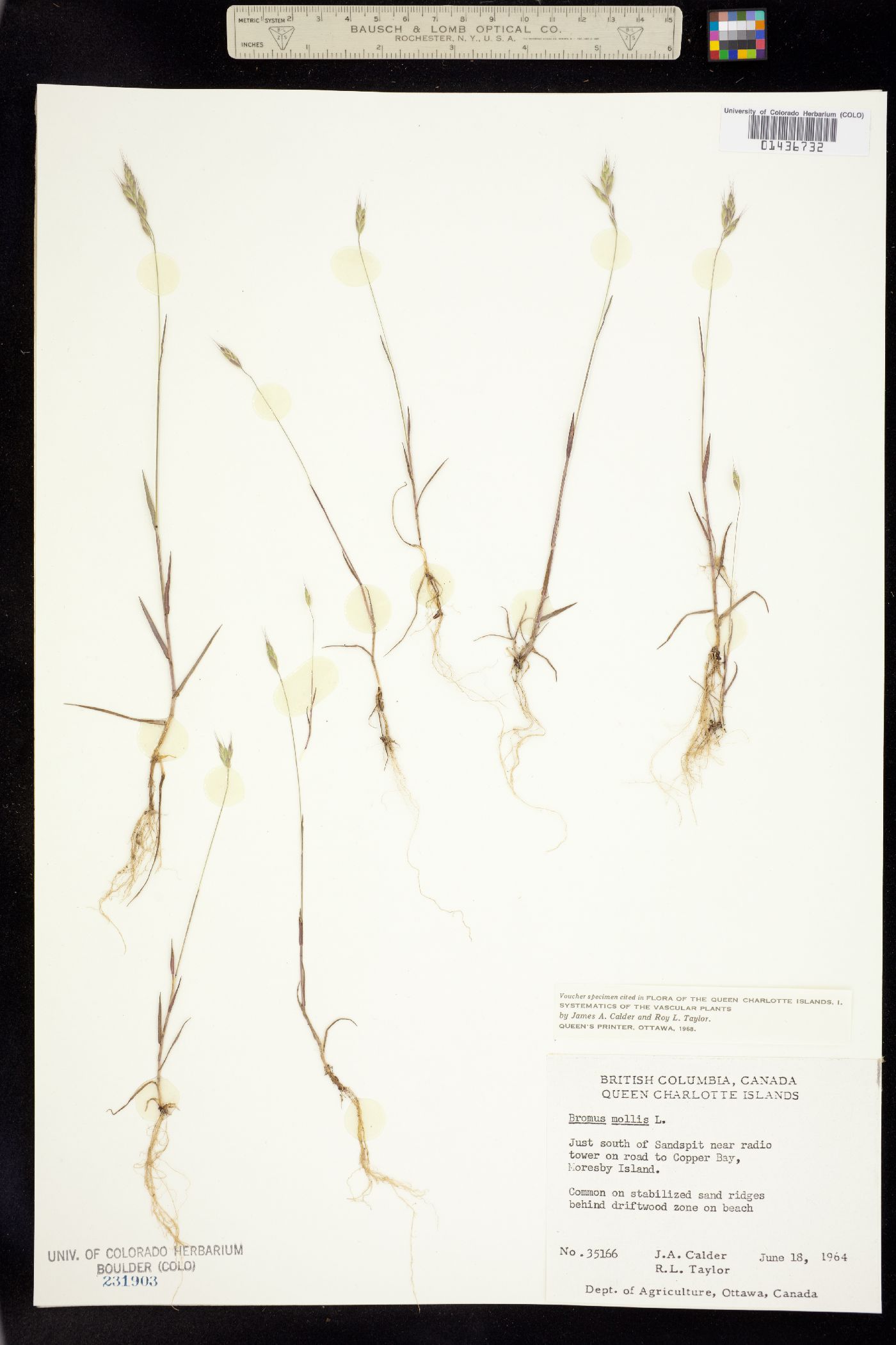 Bromus hordeaceus image