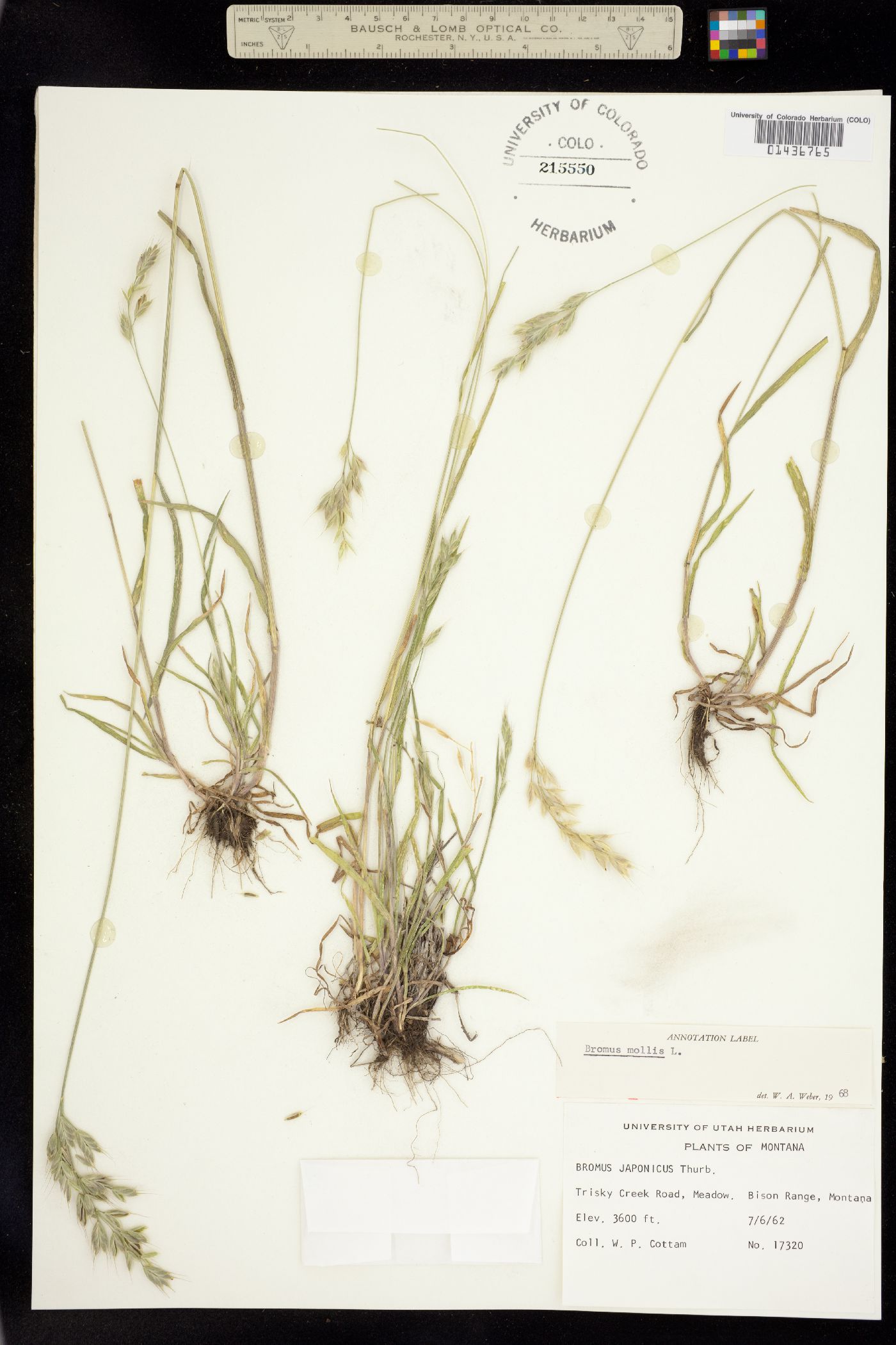 Bromus hordeaceus image