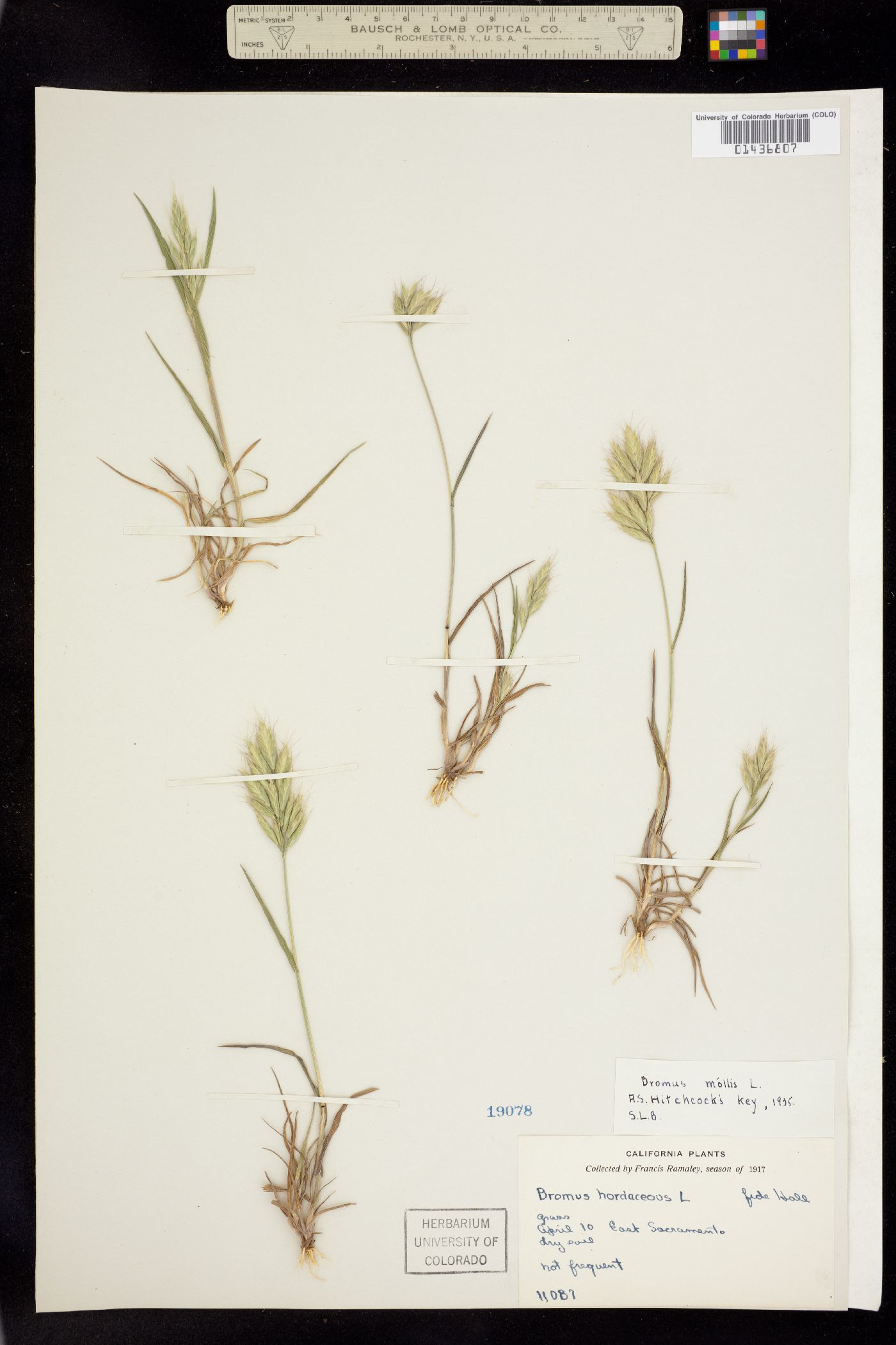 Bromus hordeaceus image