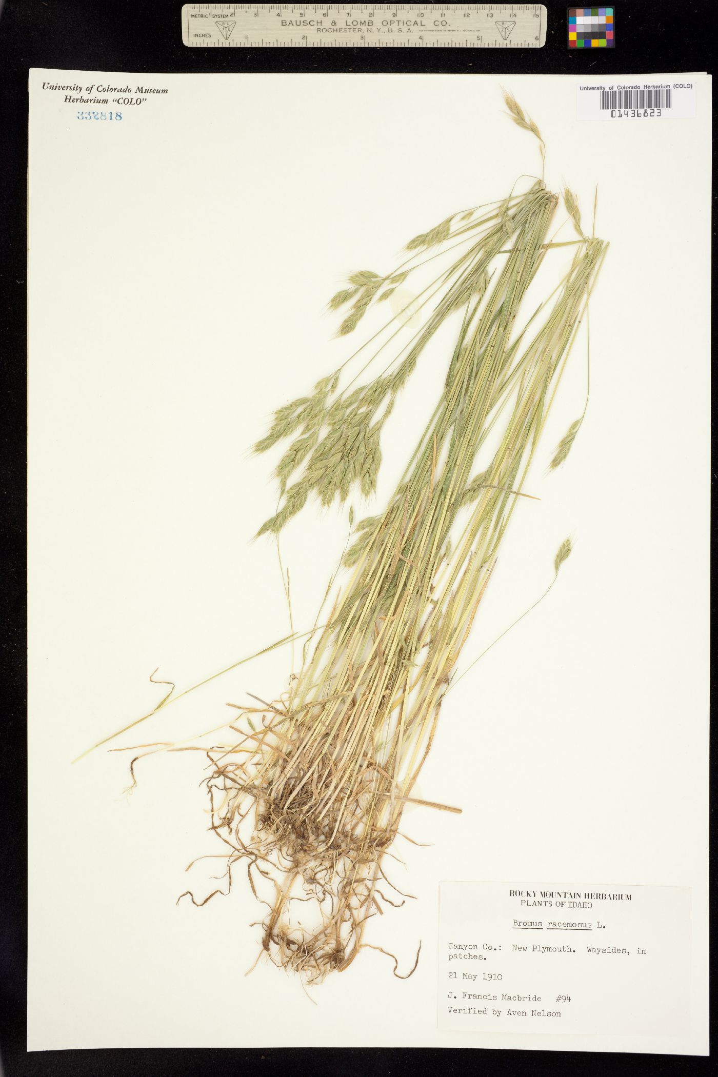 Bromus racemosus image