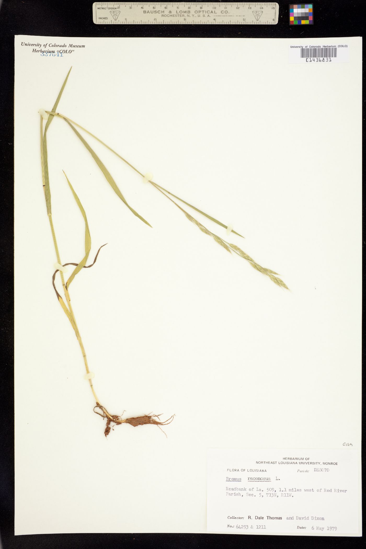 Bromus racemosus image