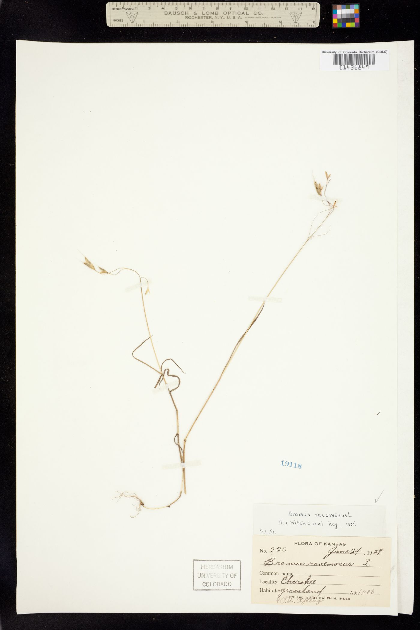 Bromus racemosus image