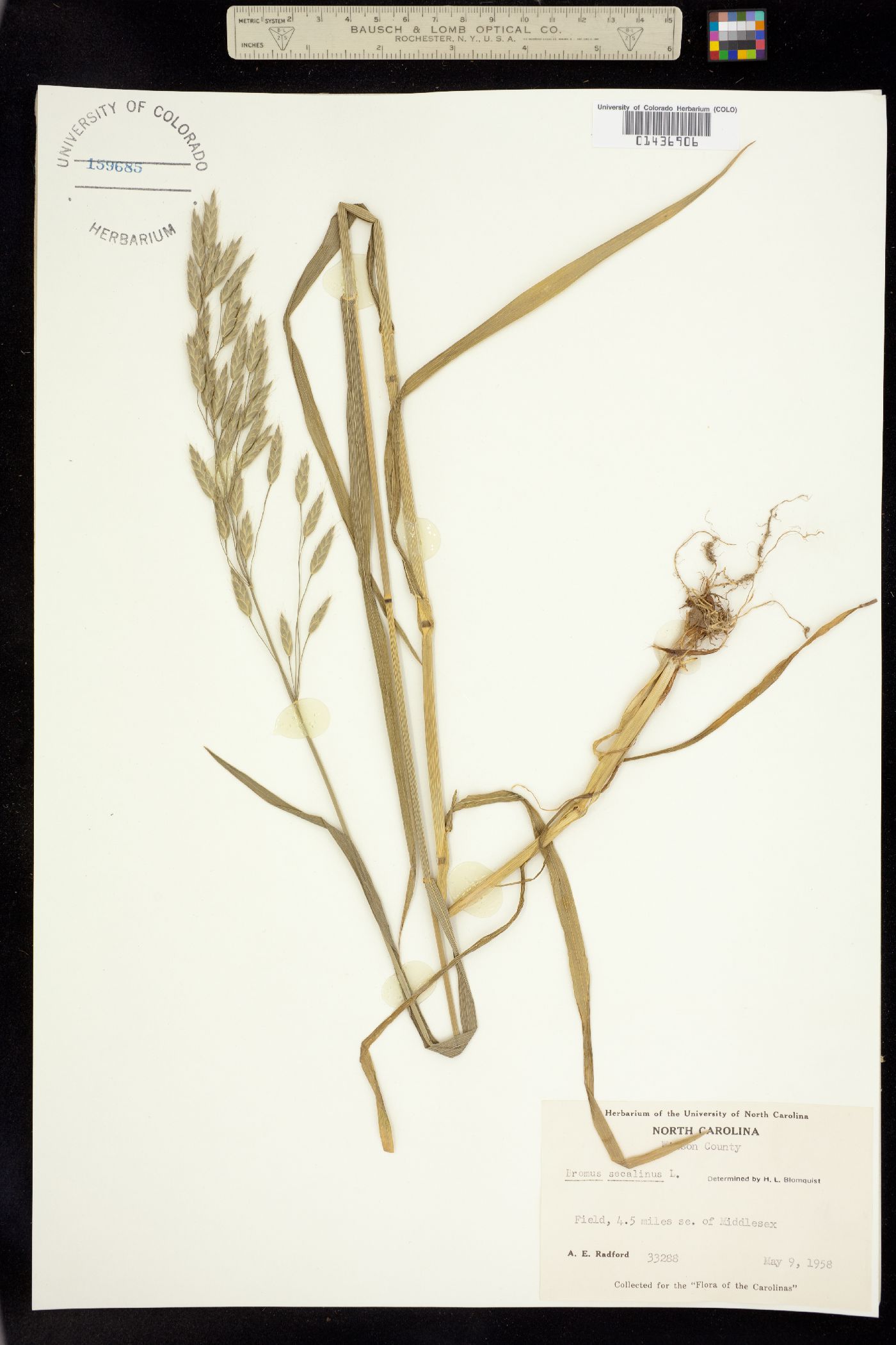 Bromus secalinus image