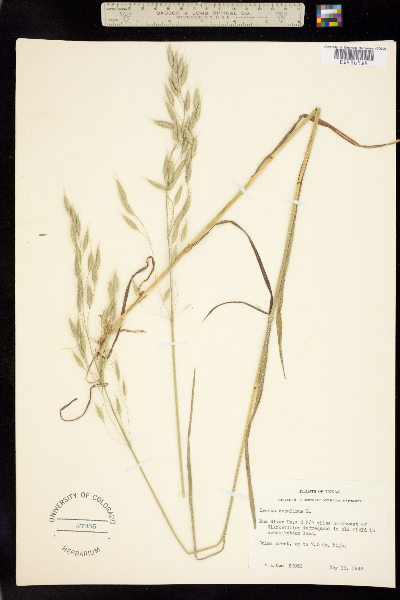 Bromus secalinus image