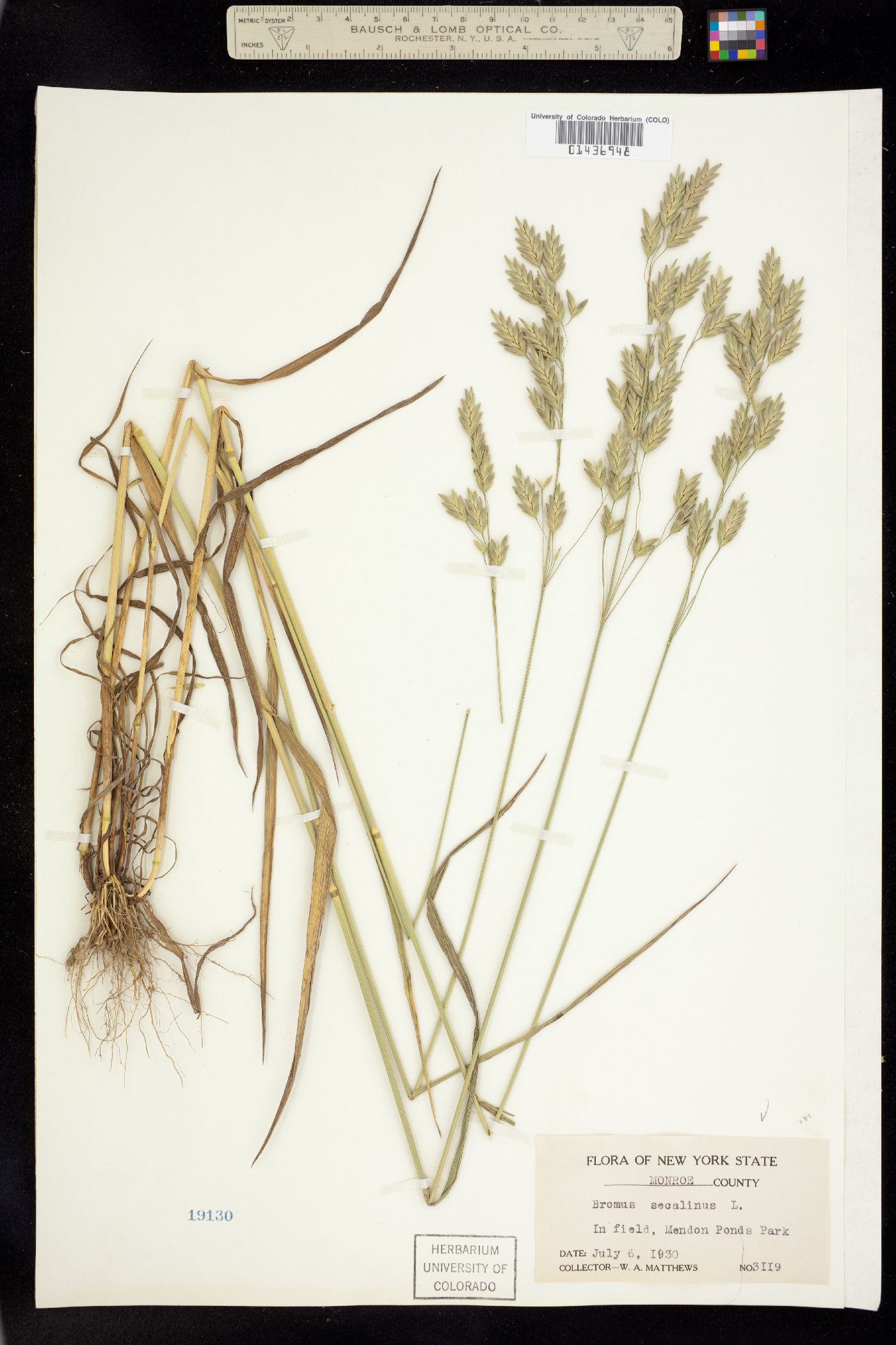 Bromus secalinus image
