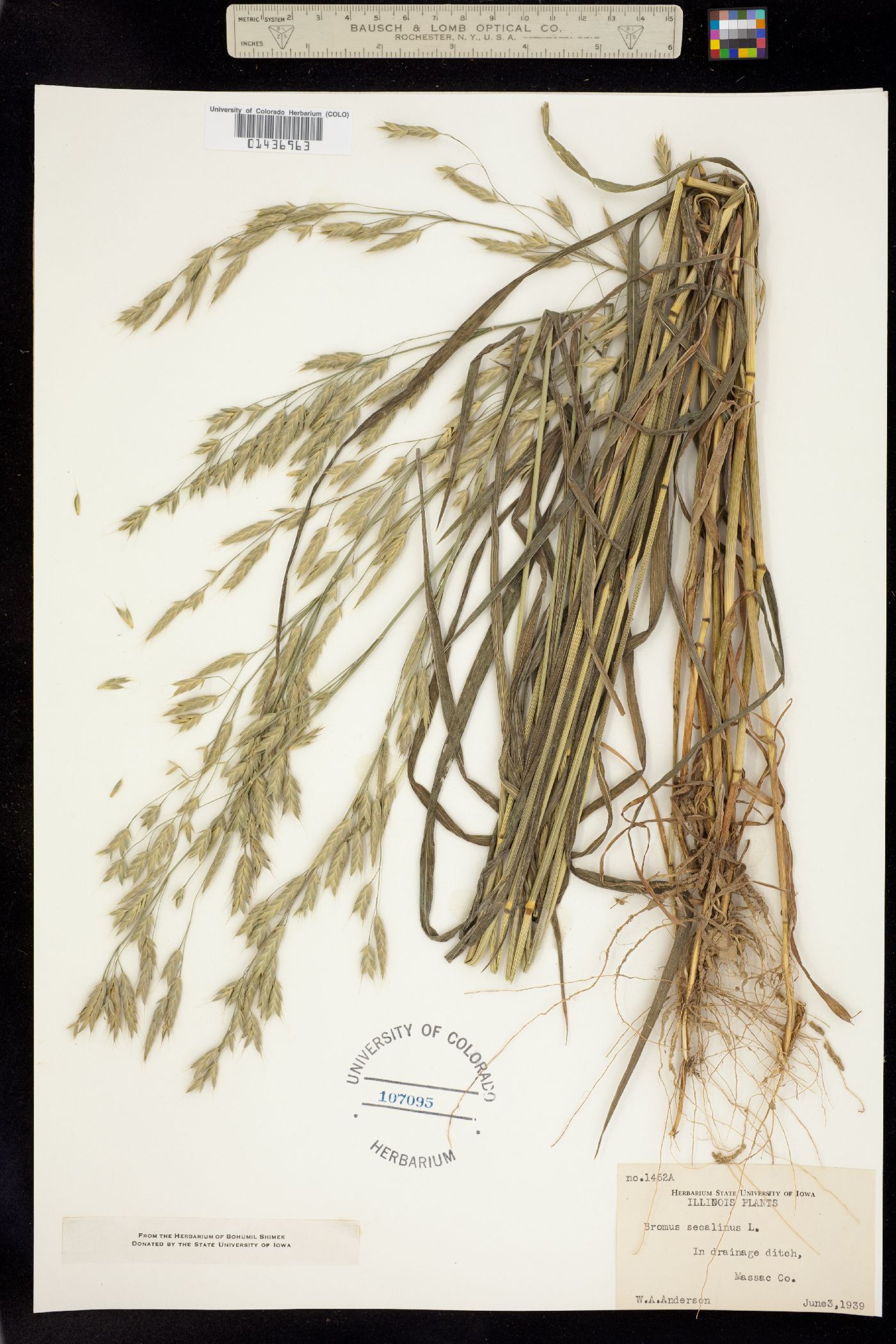 Bromus secalinus image