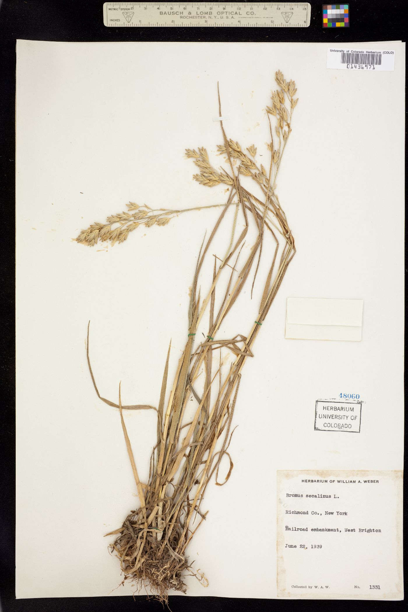 Bromus secalinus image