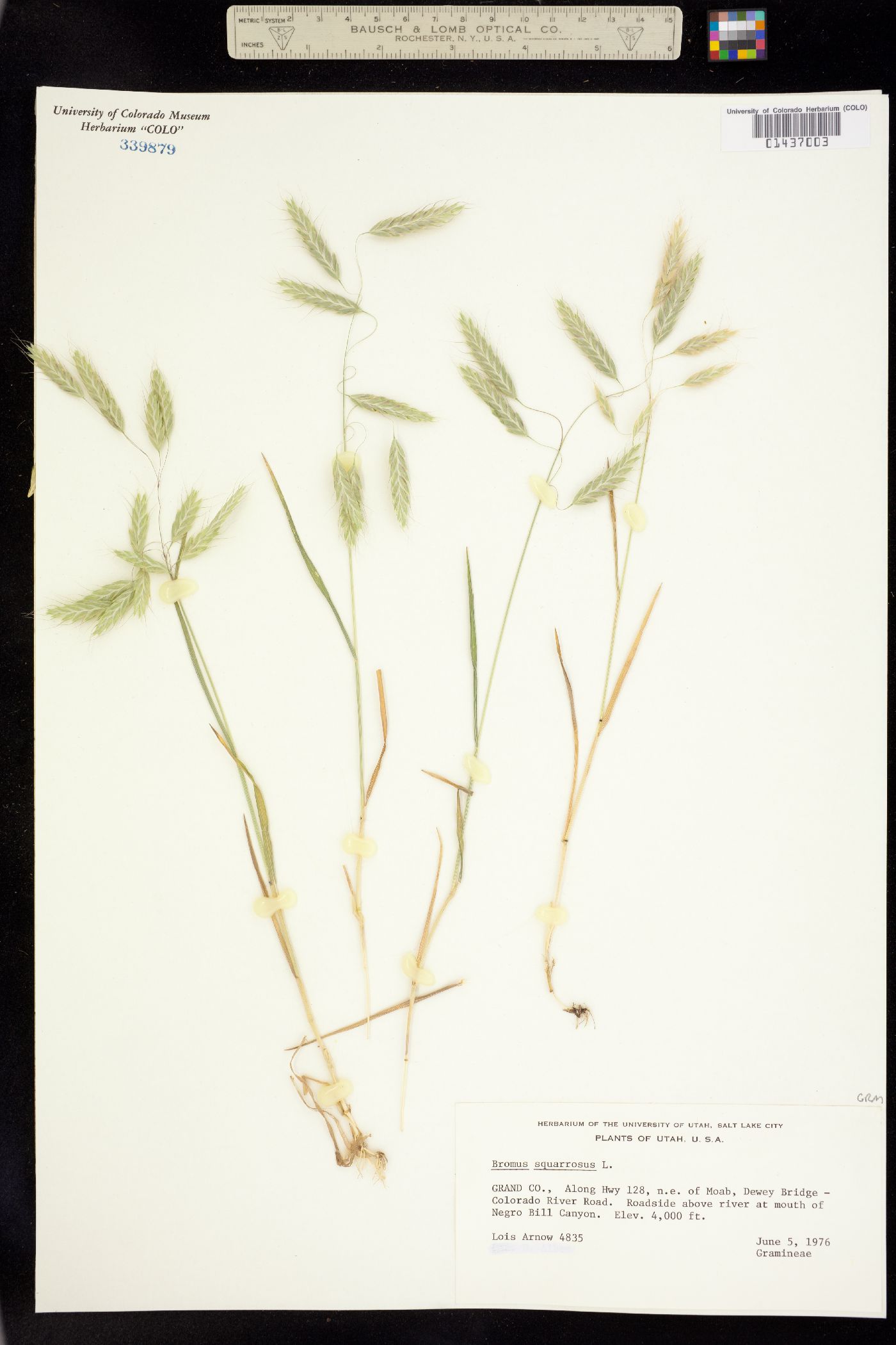 Bromus squarrosus image