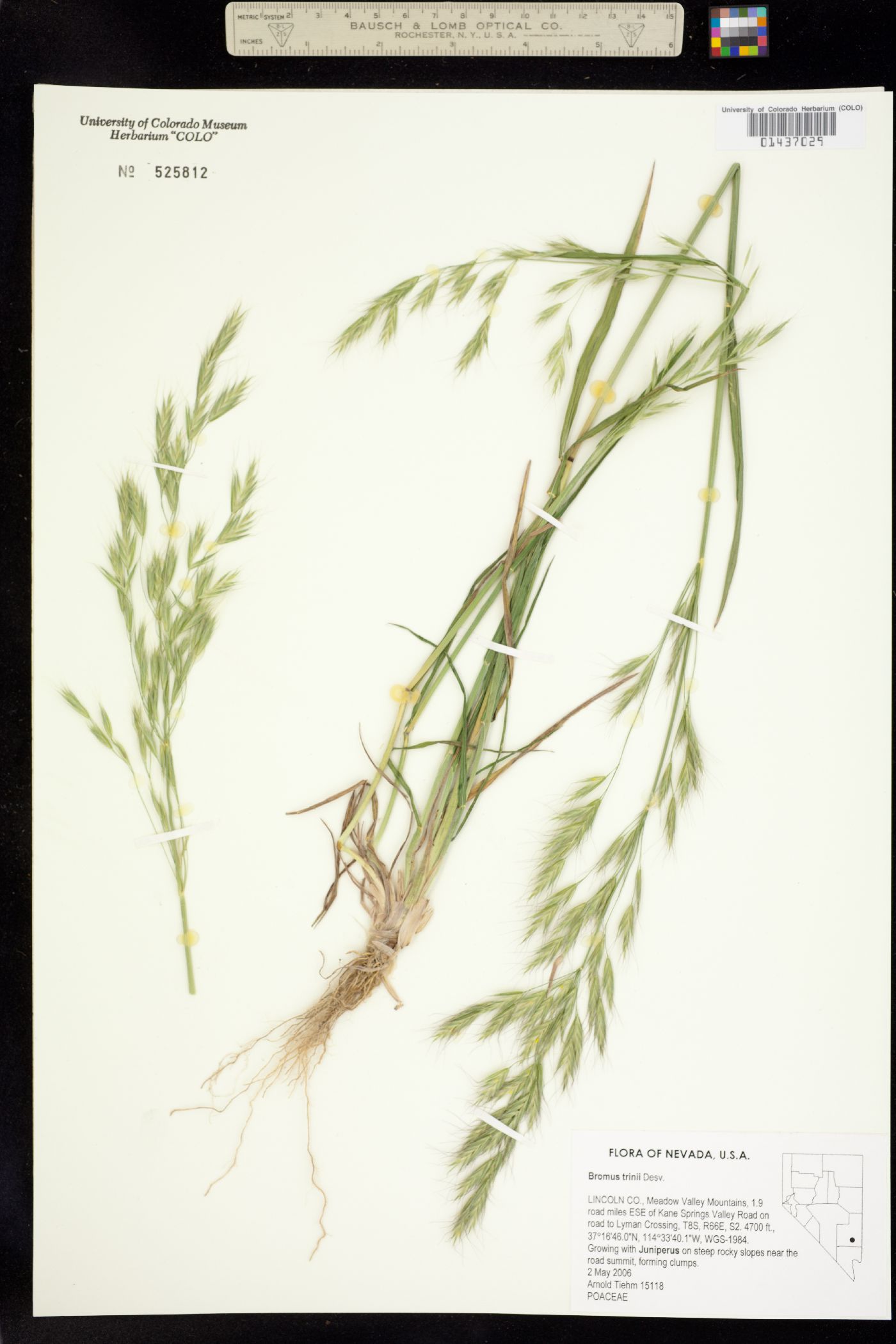 Bromus berteroanus image