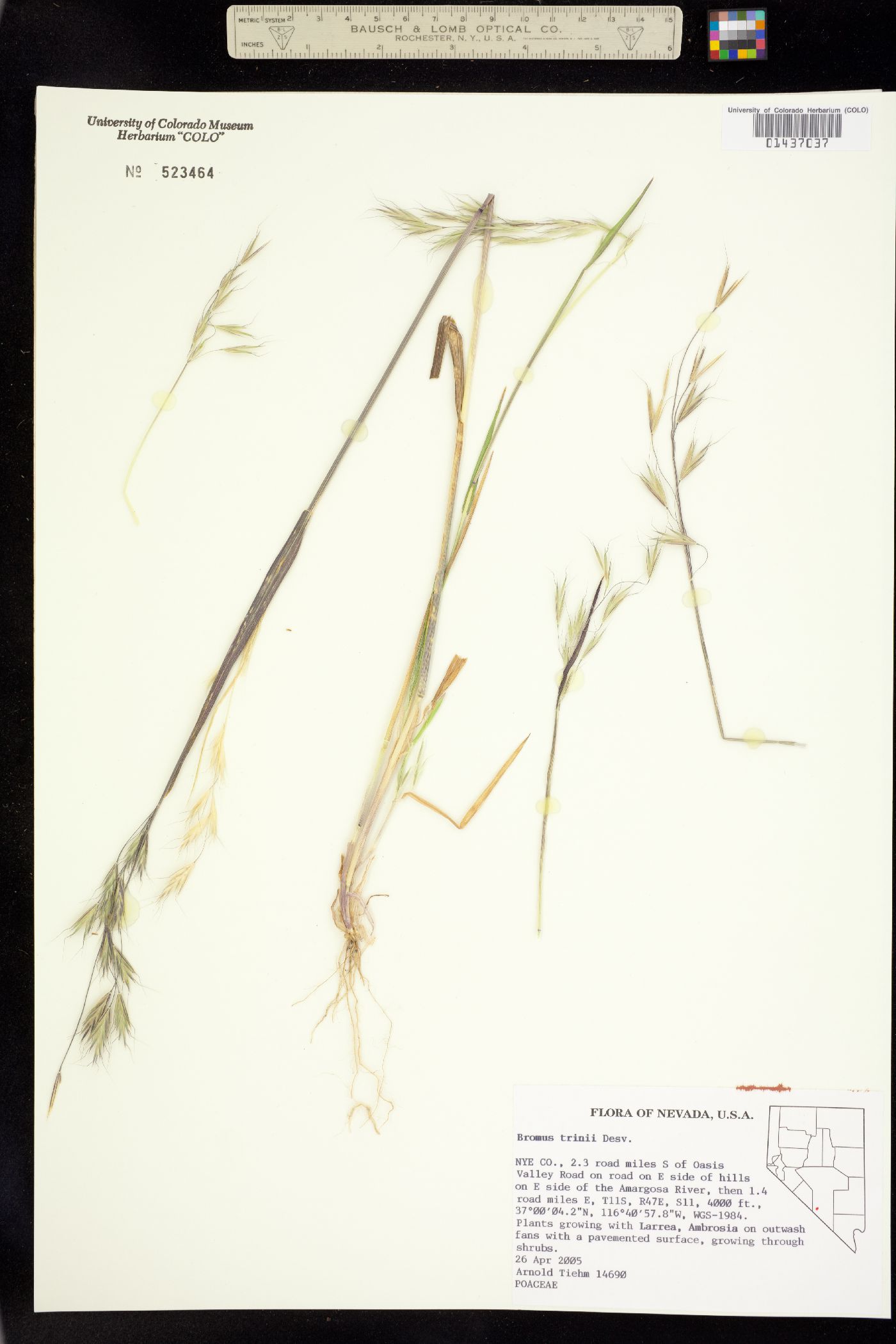 Bromus berteroanus image