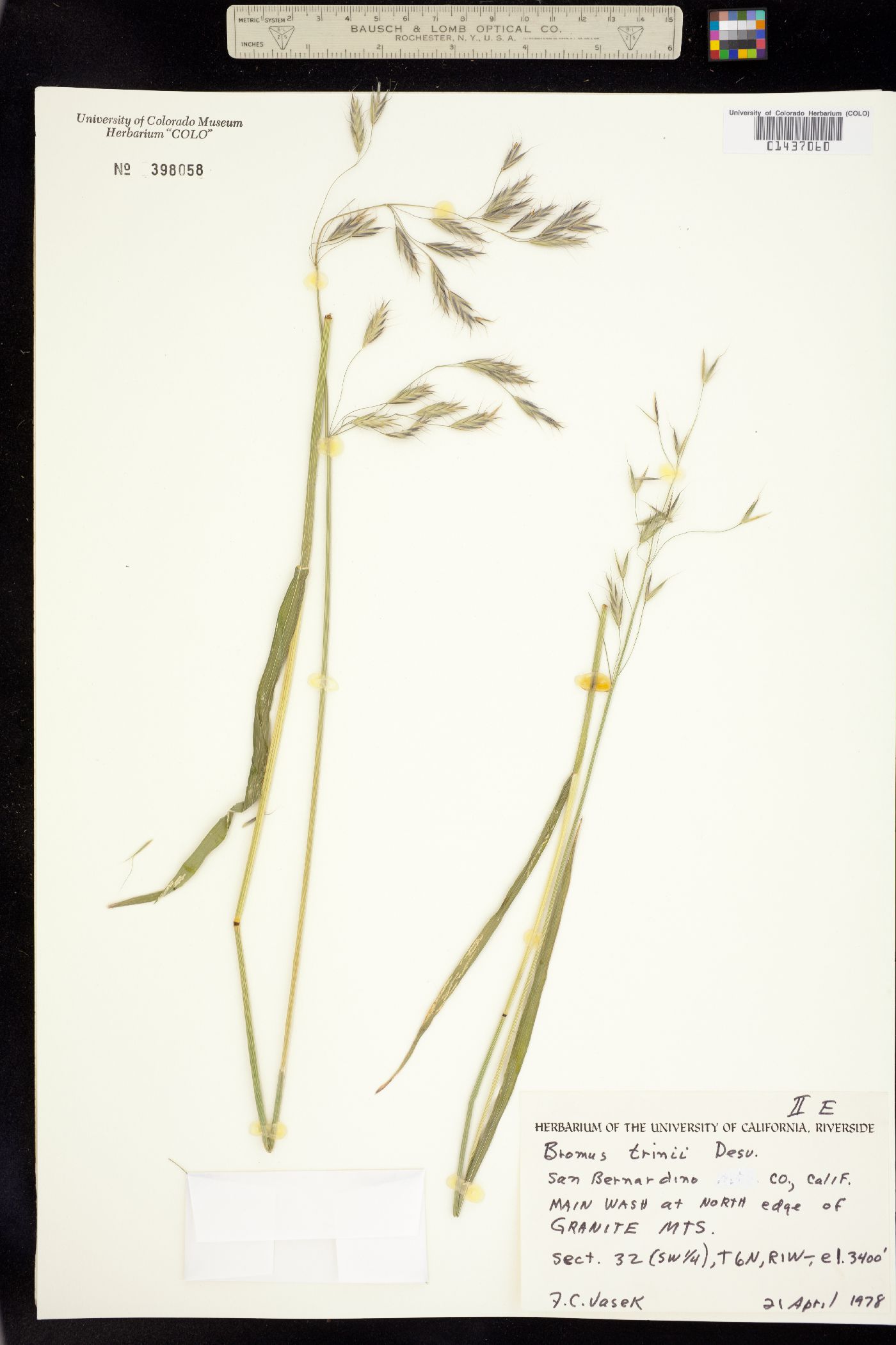 Bromus berteroanus image