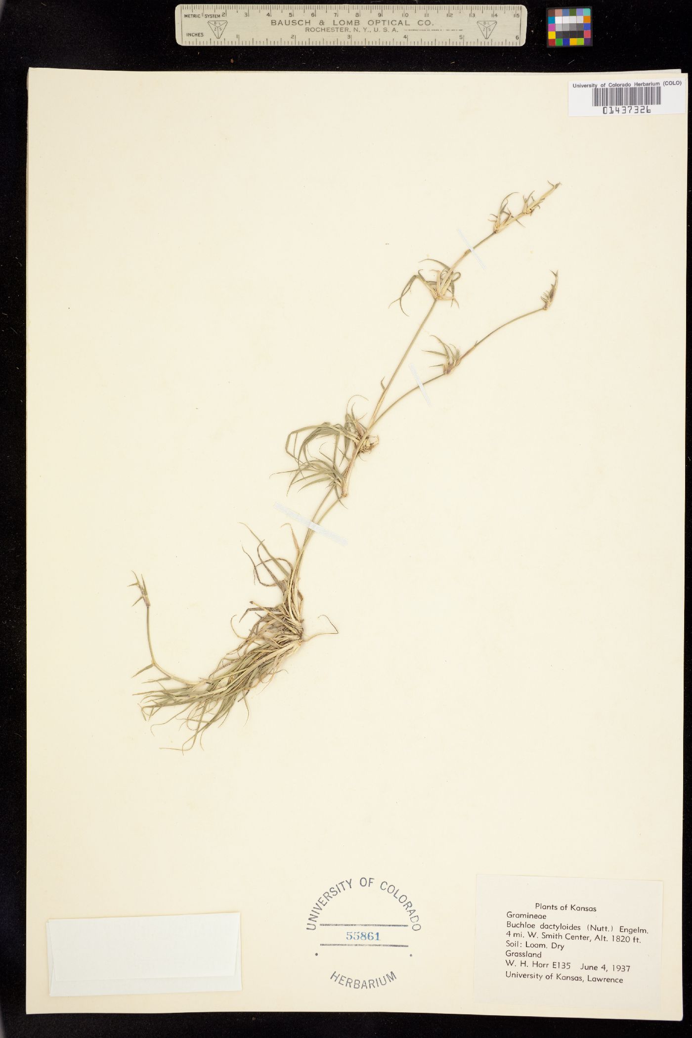 Bouteloua dactyloides image