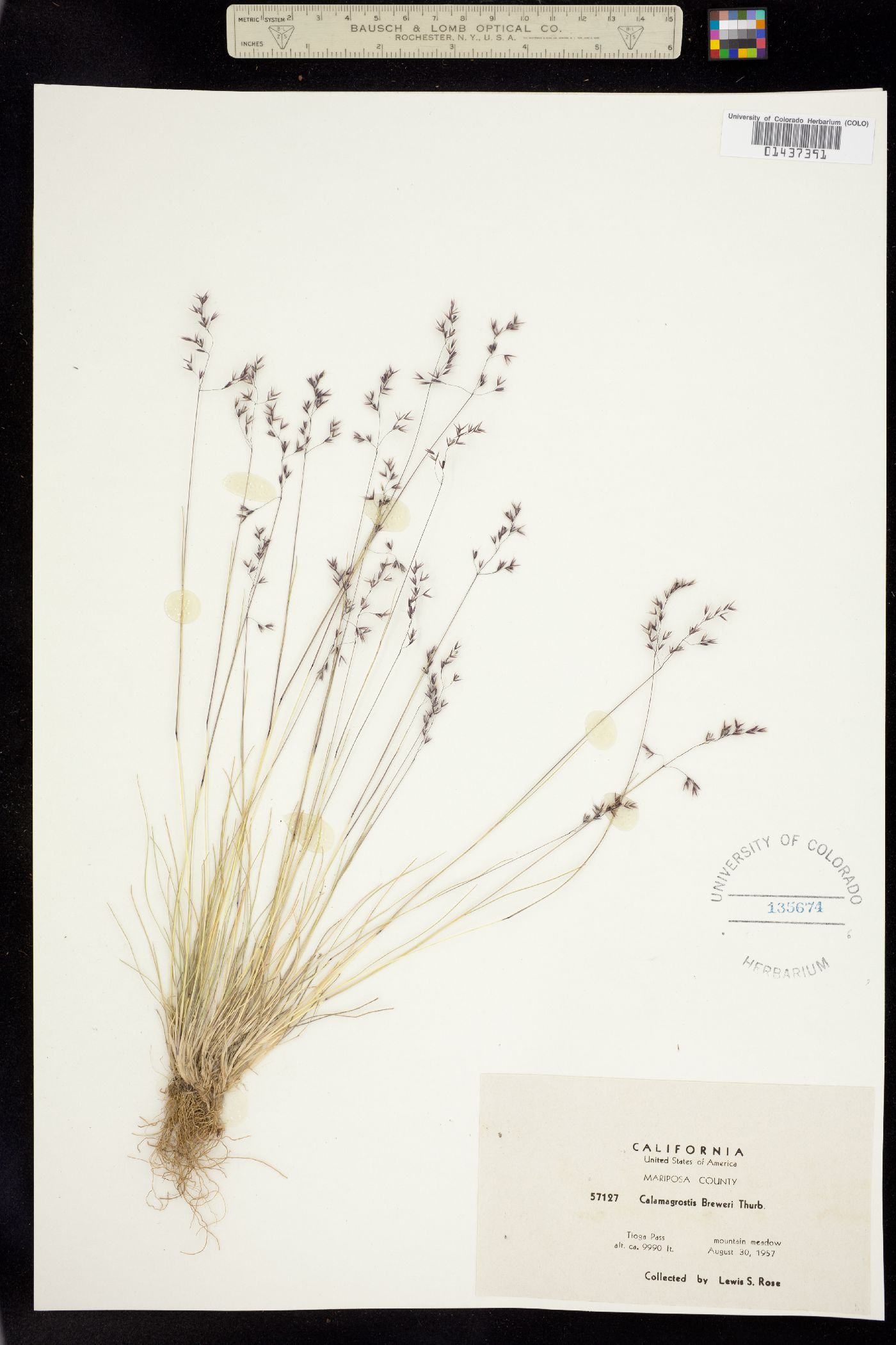 Calamagrostis breweri image