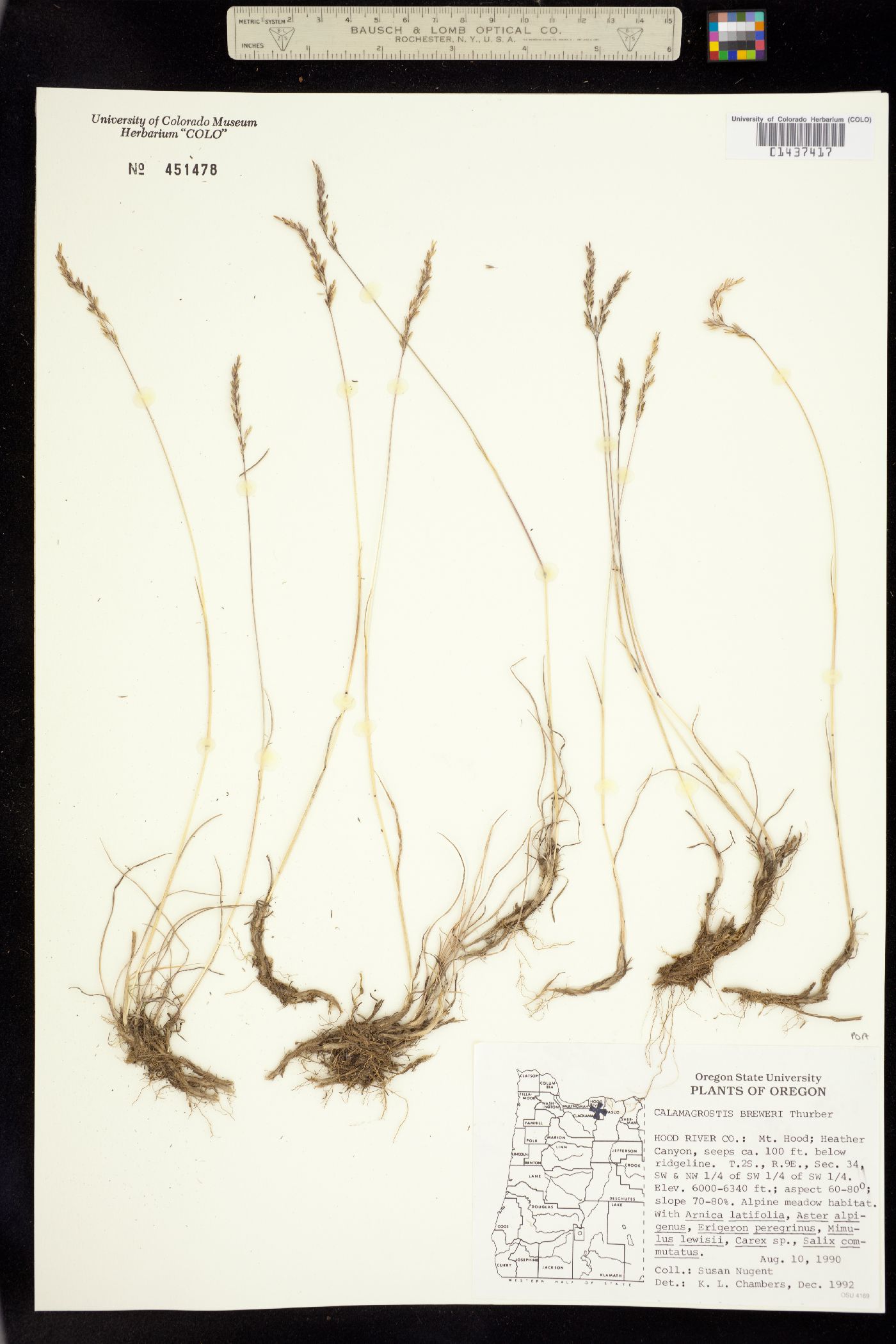 Calamagrostis breweri image