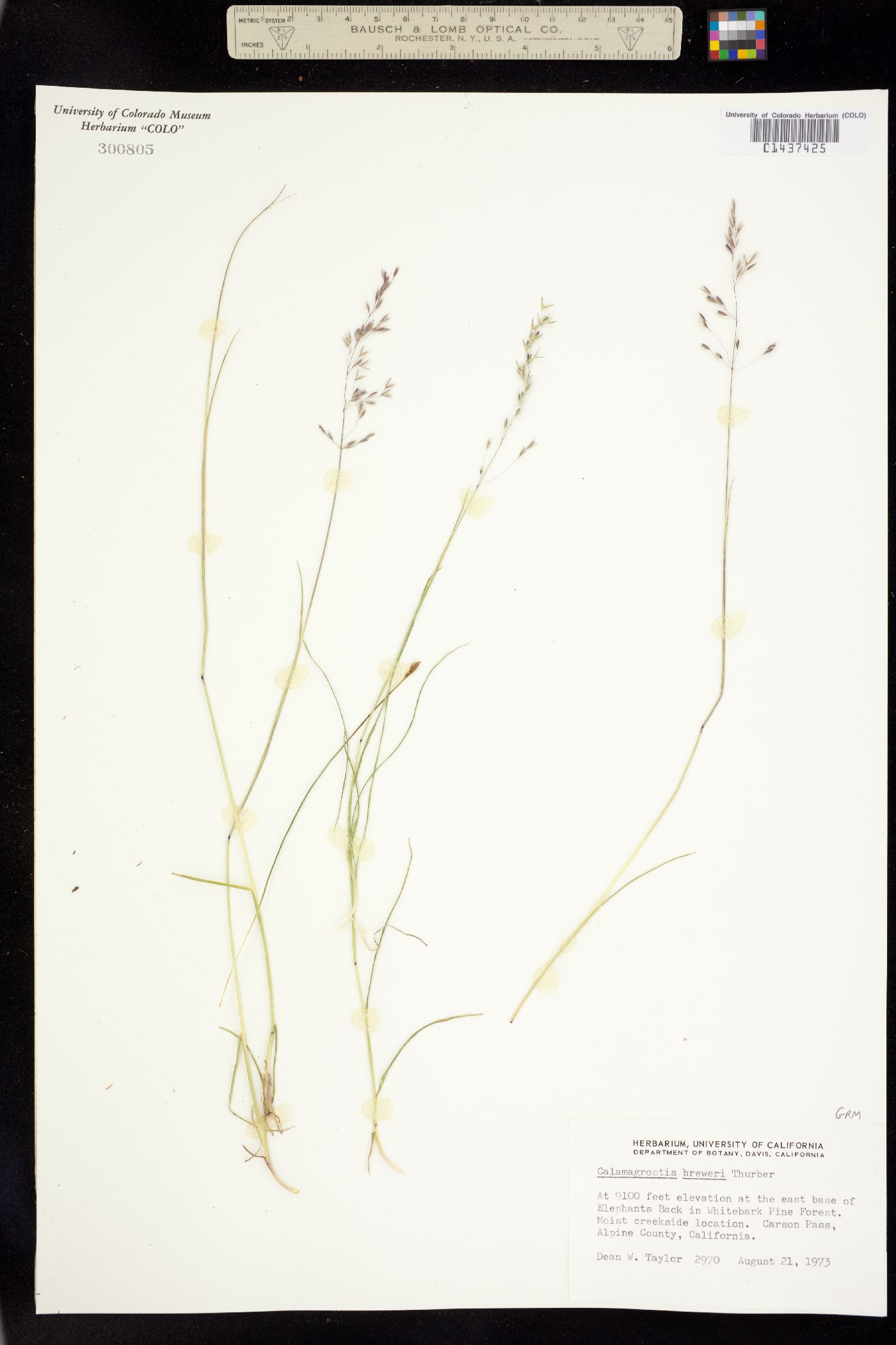 Calamagrostis breweri image