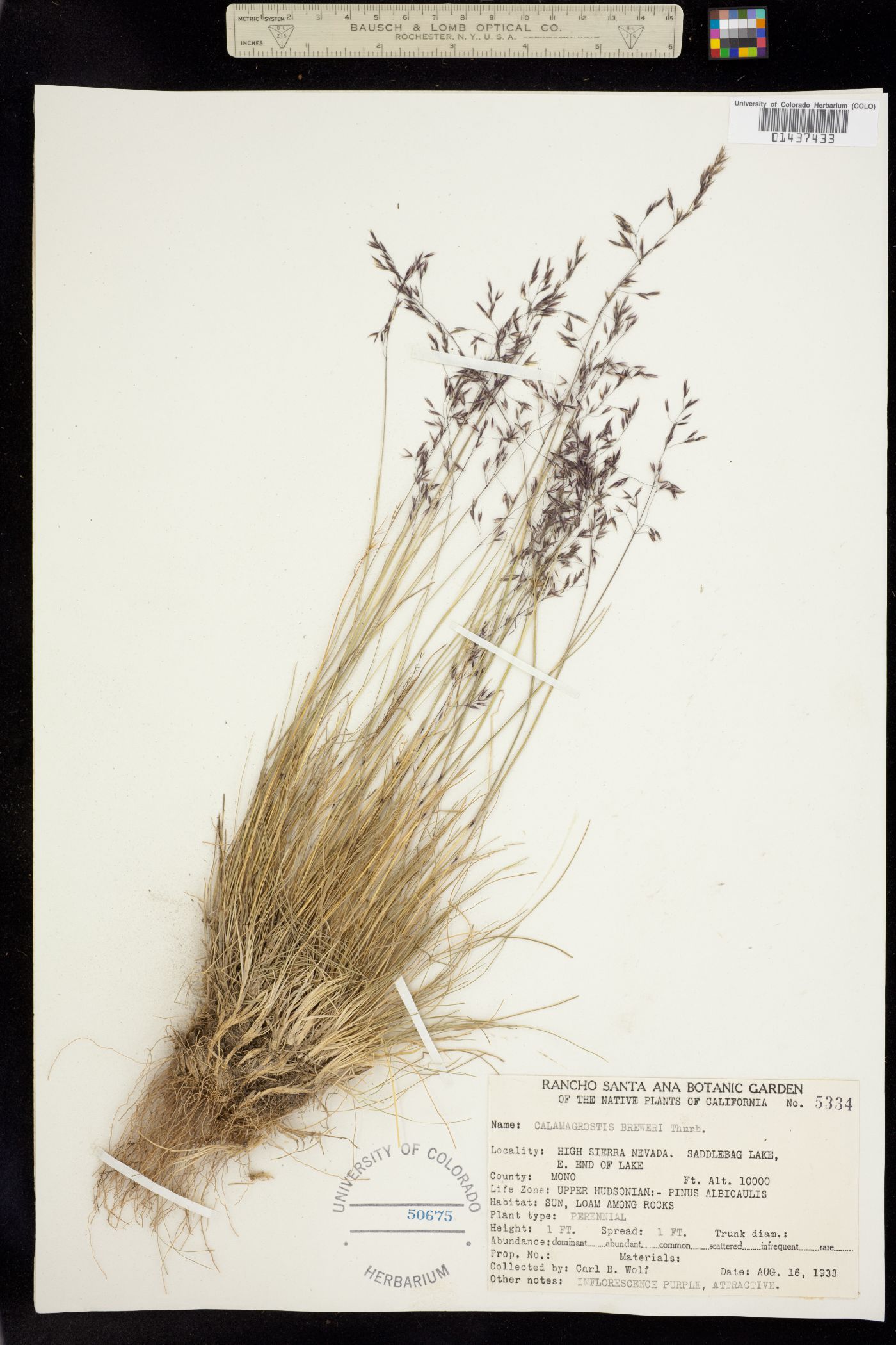 Calamagrostis breweri image
