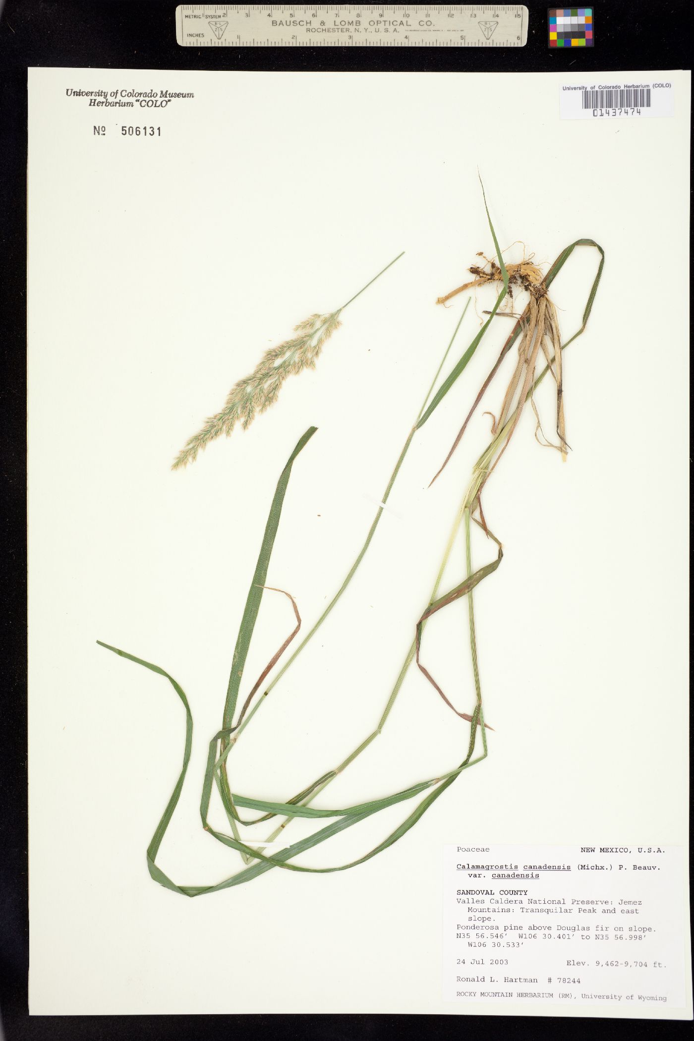 Calamagrostis canadensis image