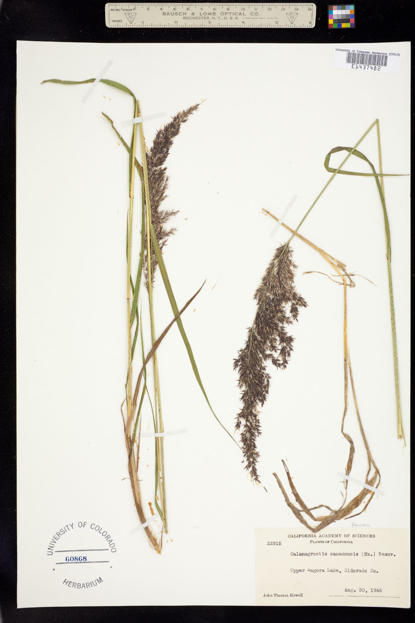 Calamagrostis canadensis image