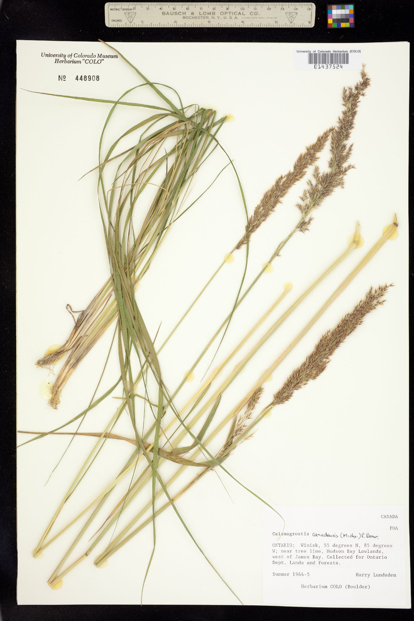 Calamagrostis canadensis image