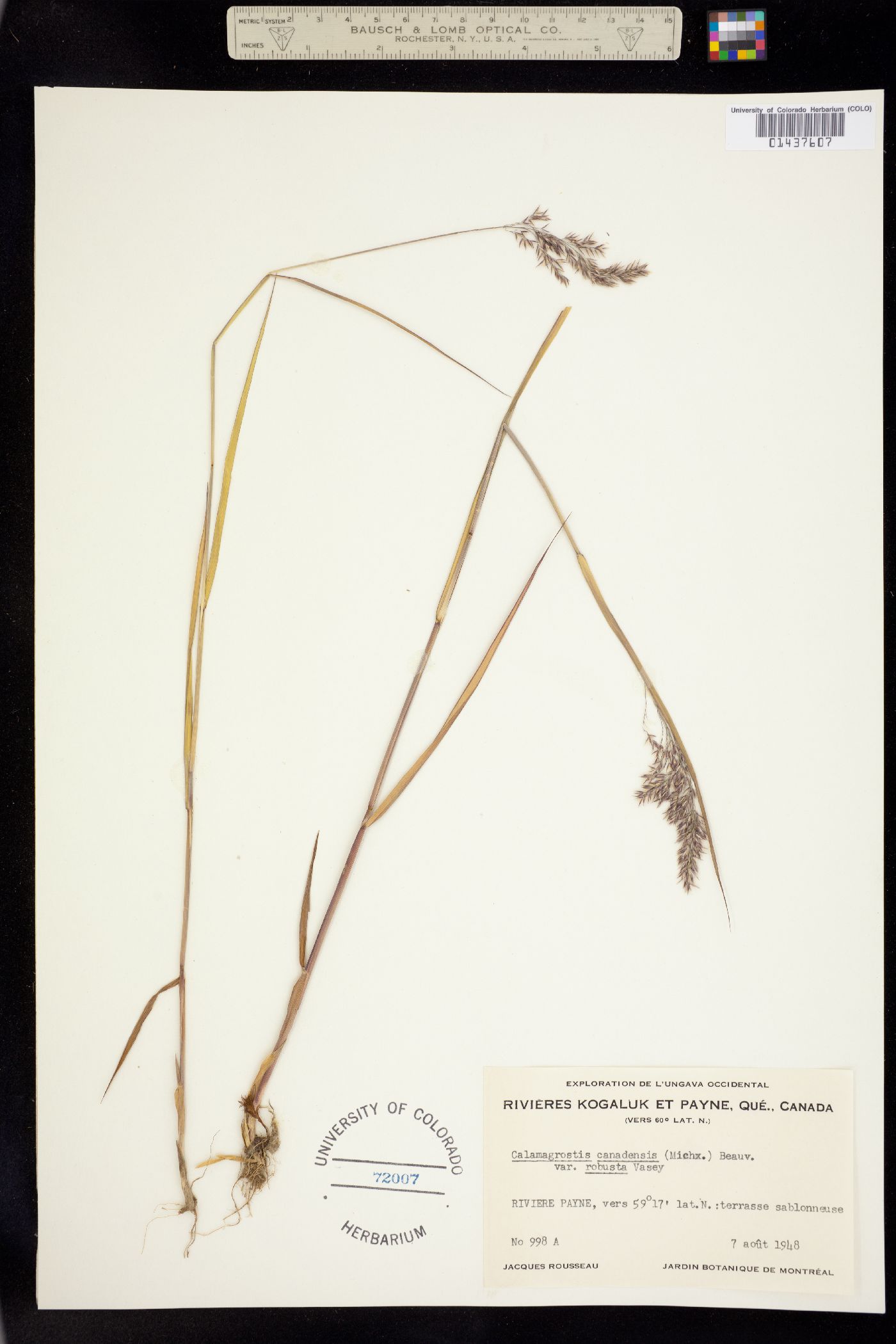 Calamagrostis image