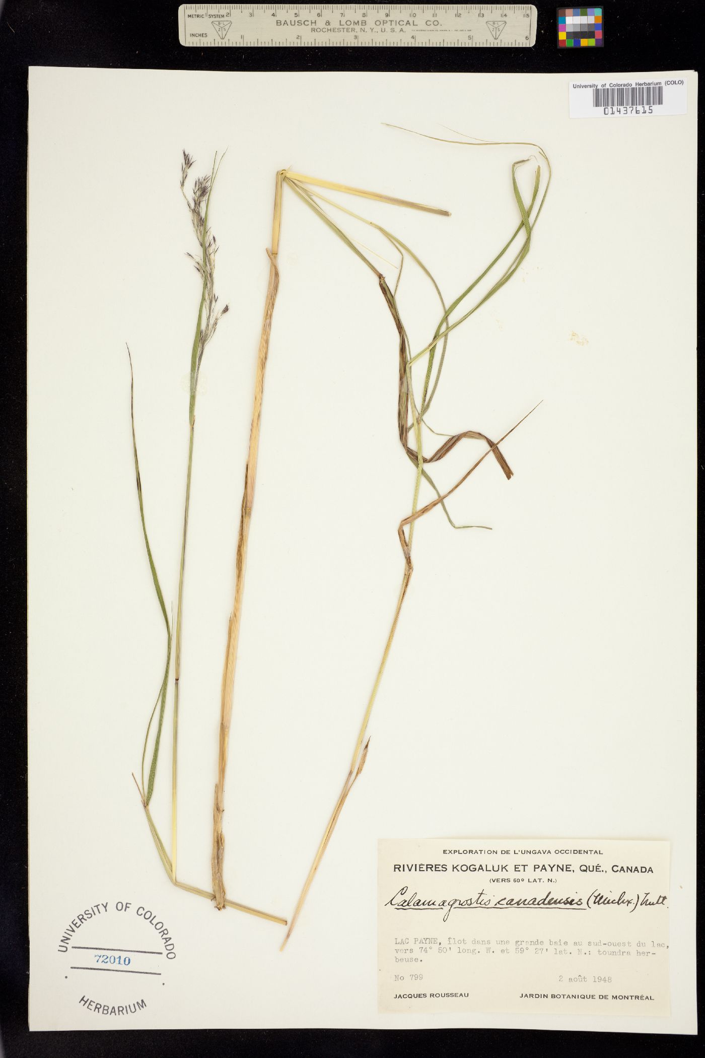 Calamagrostis canadensis image
