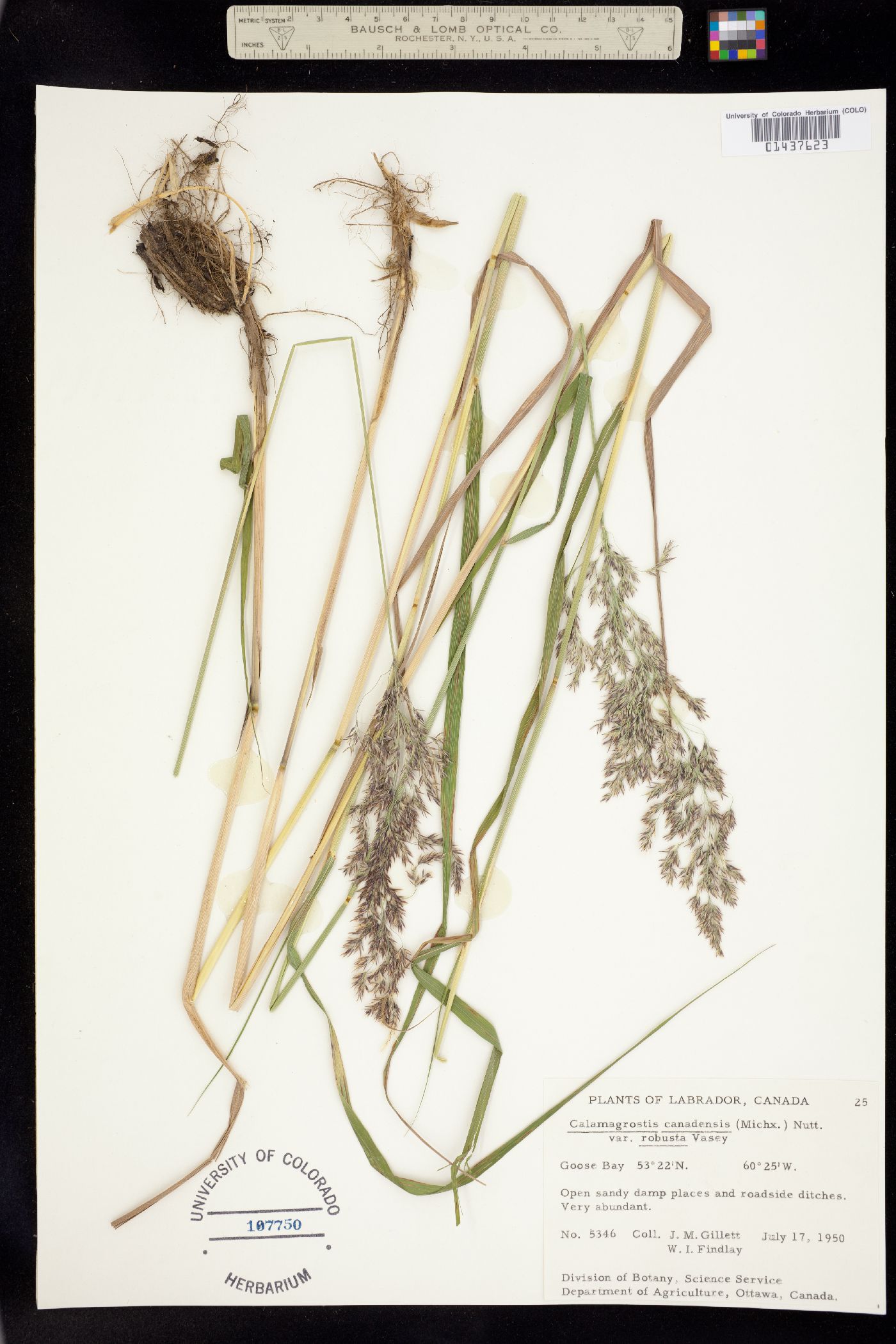 Calamagrostis image