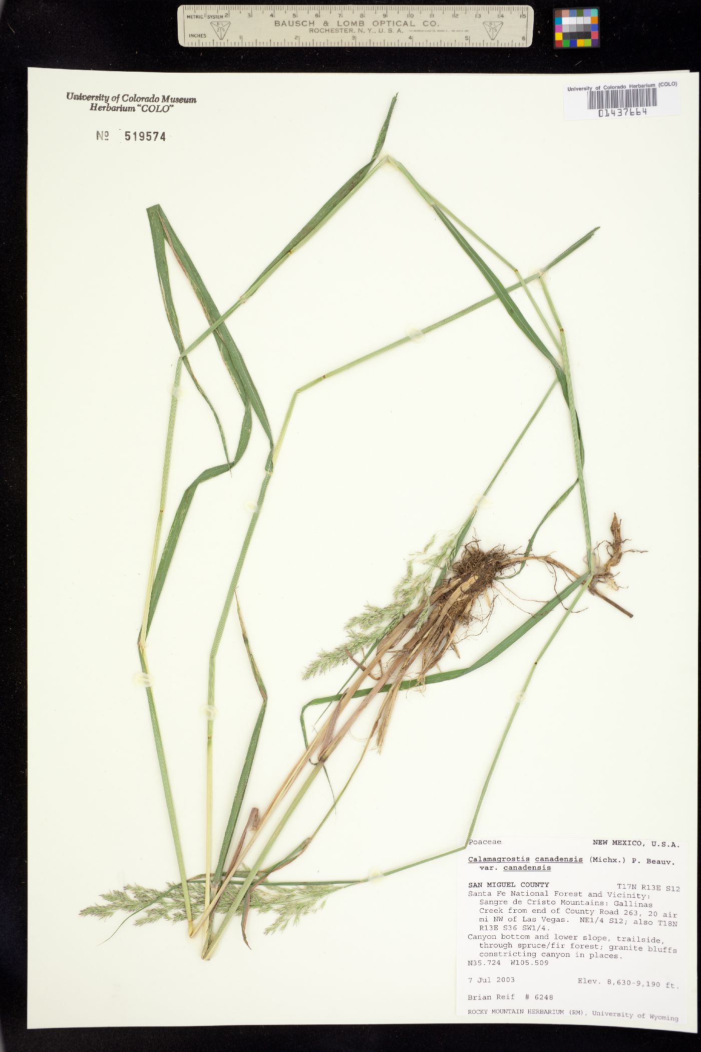 Calamagrostis canadensis image