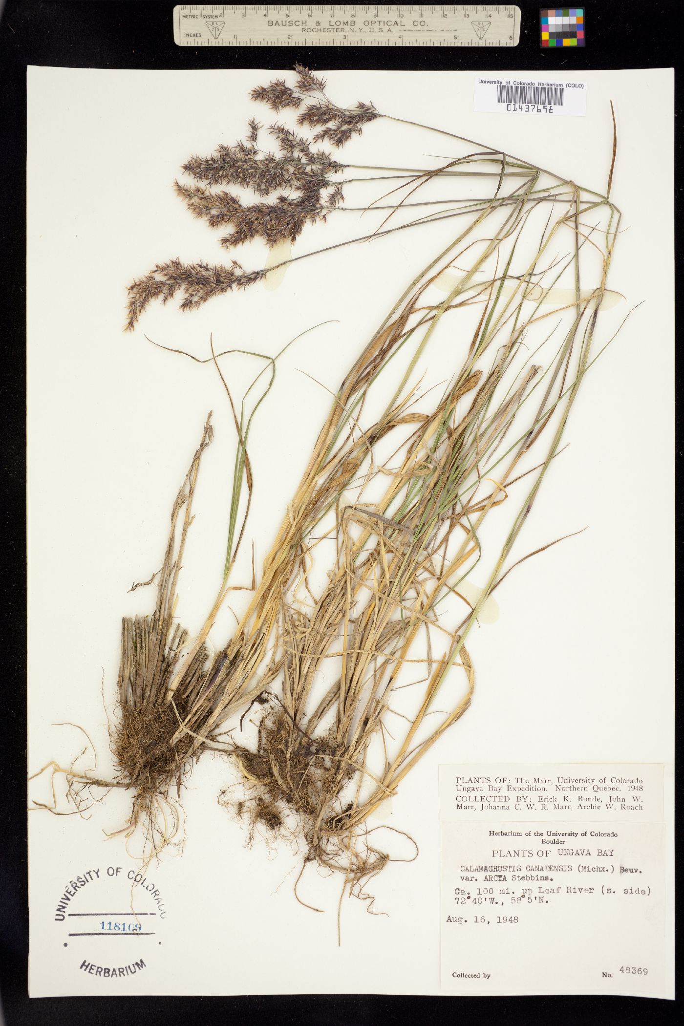 Calamagrostis canadensis image