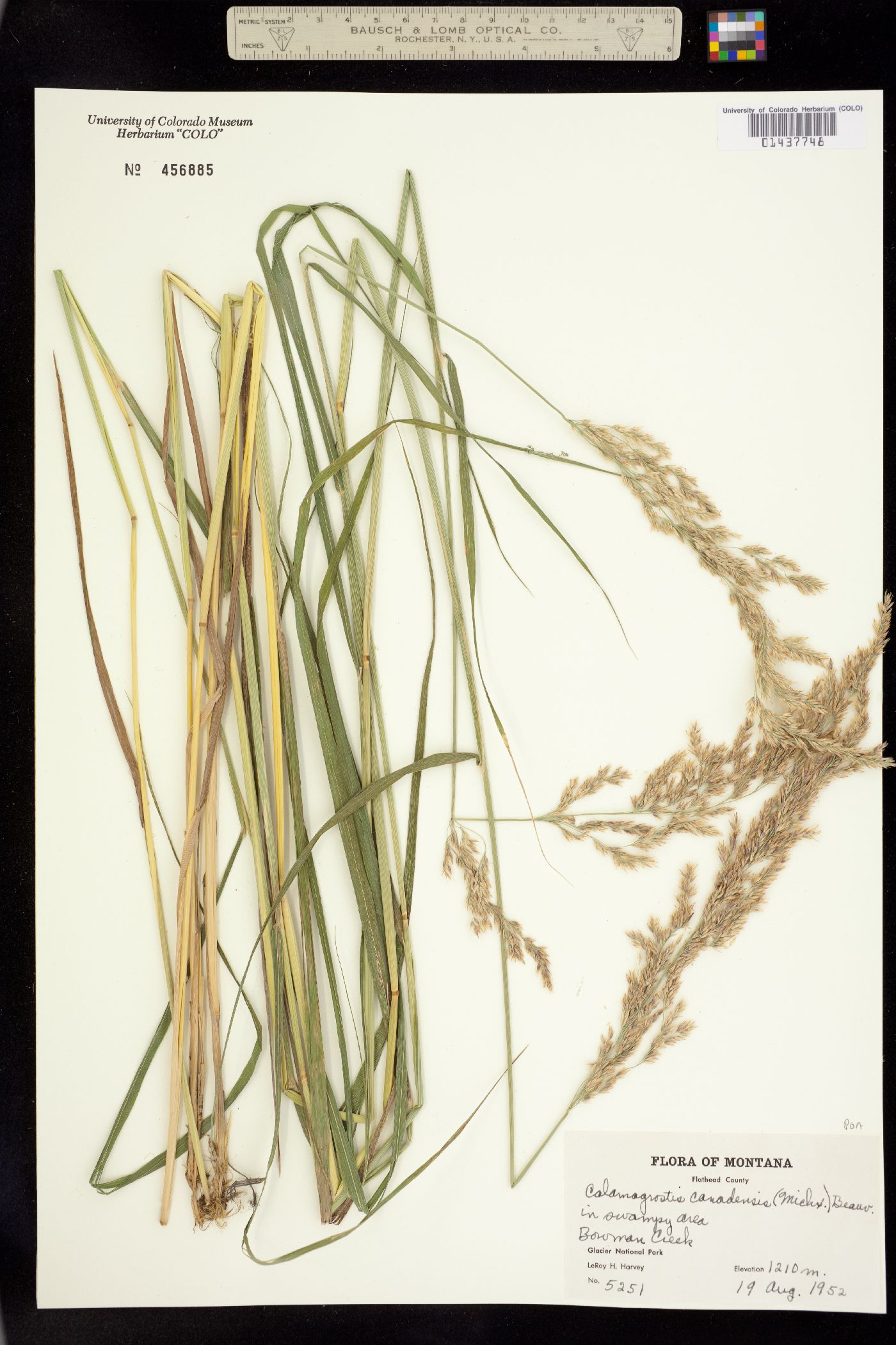 Calamagrostis image