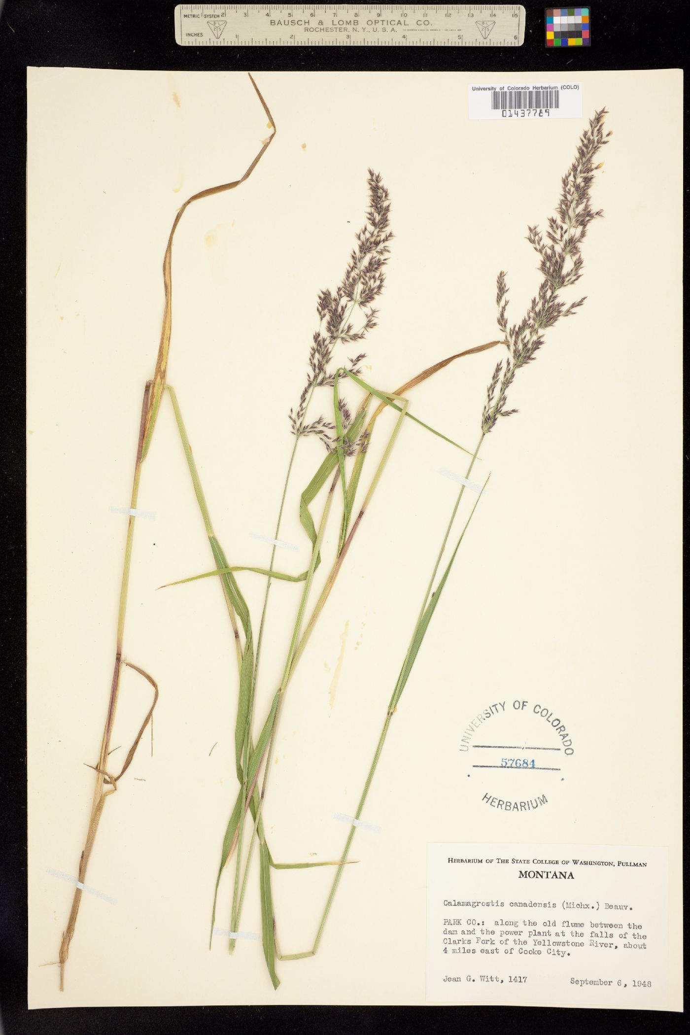 Calamagrostis canadensis image
