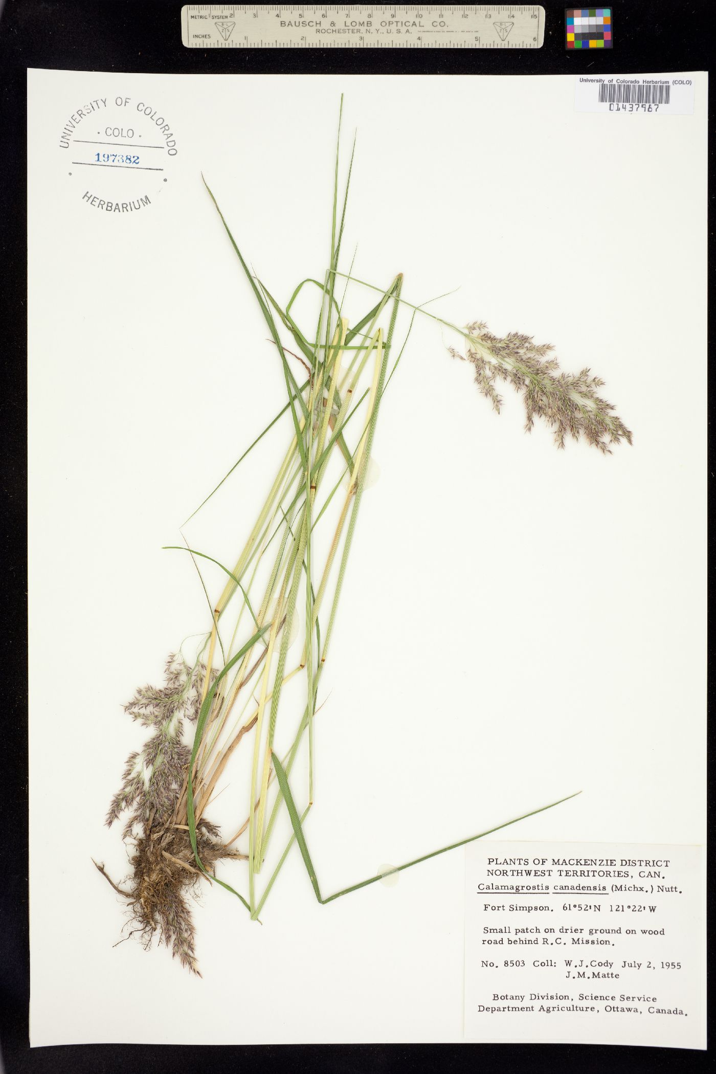 Calamagrostis canadensis image