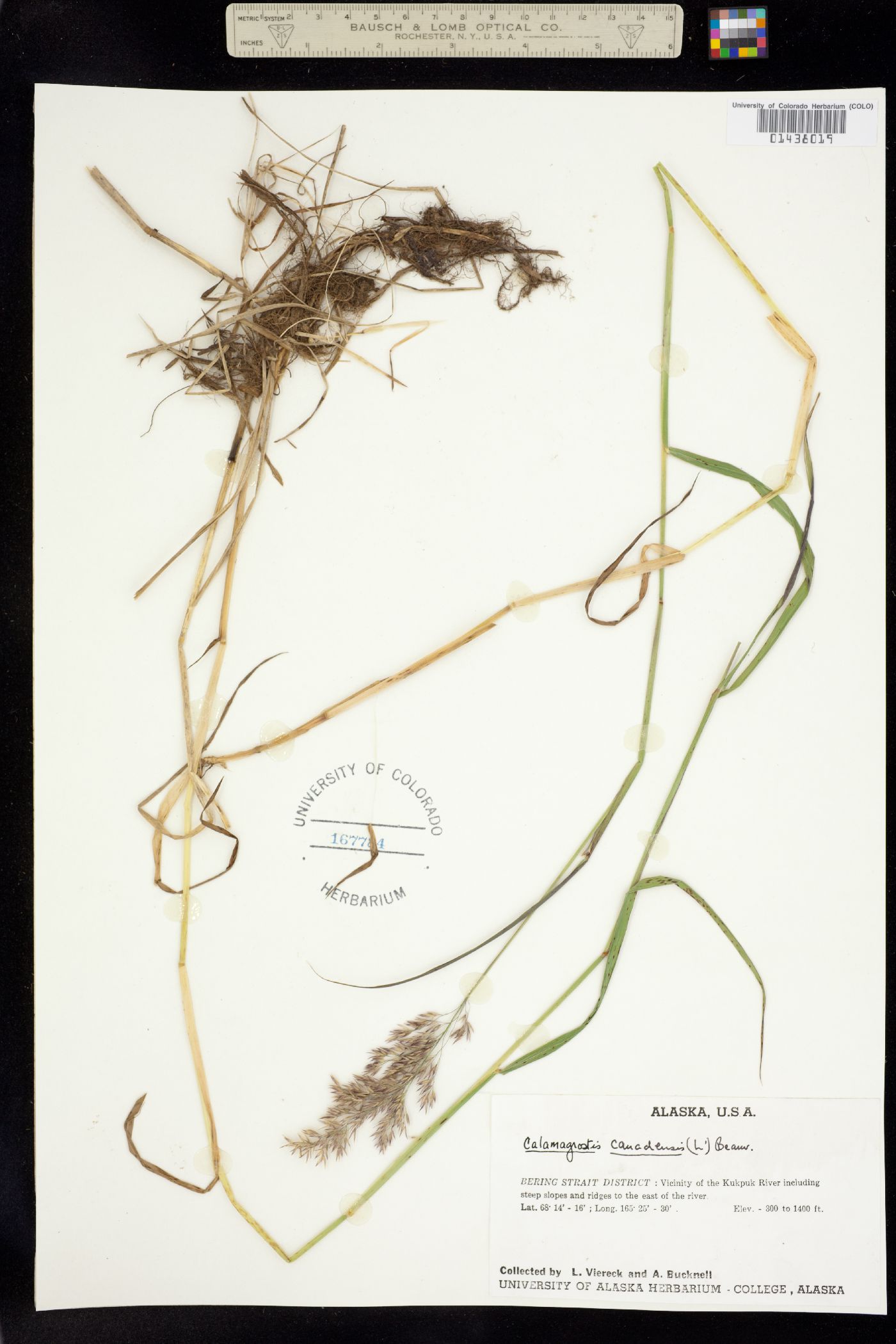 Calamagrostis canadensis image